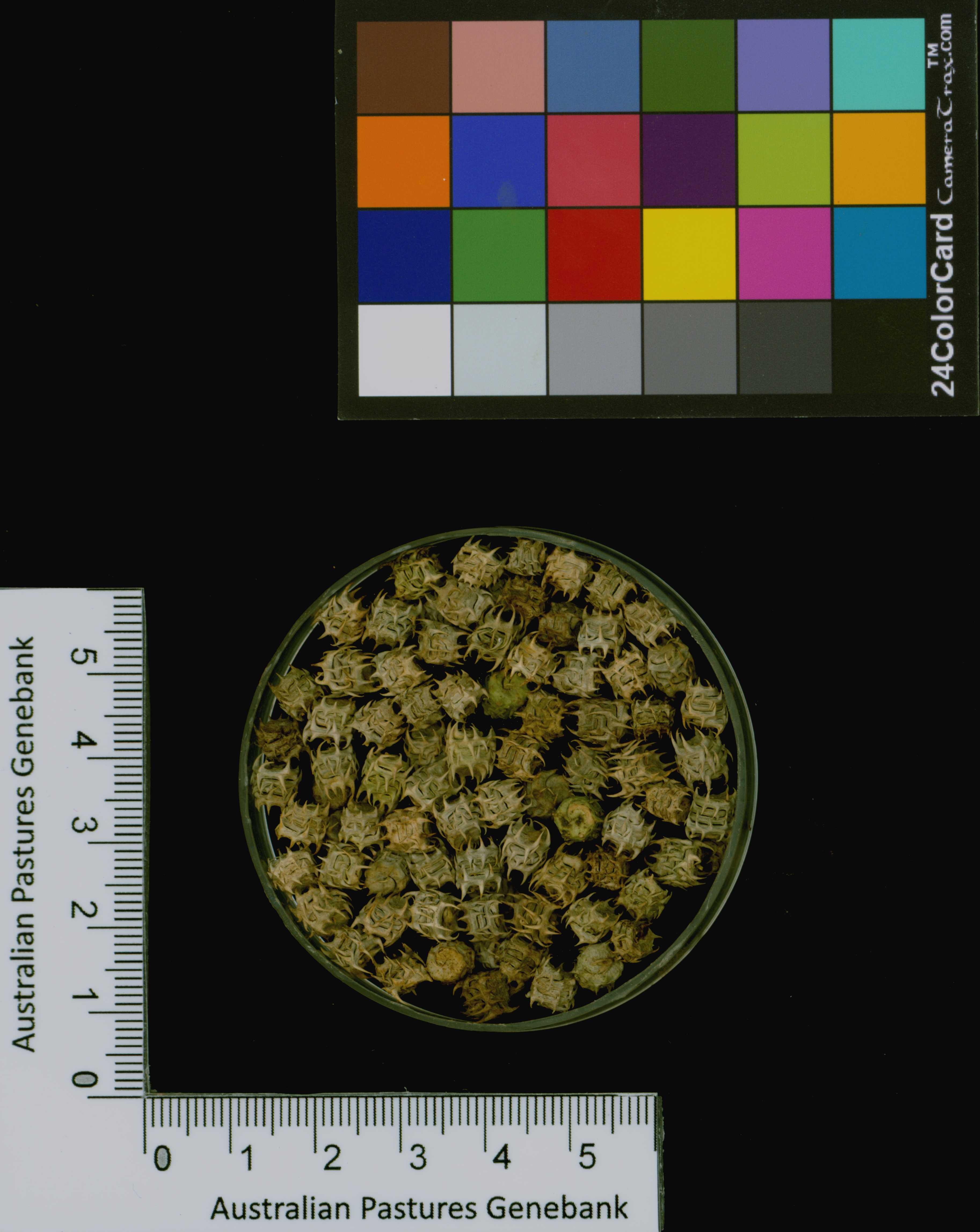 Click for 3 image(s) for this accession. Image