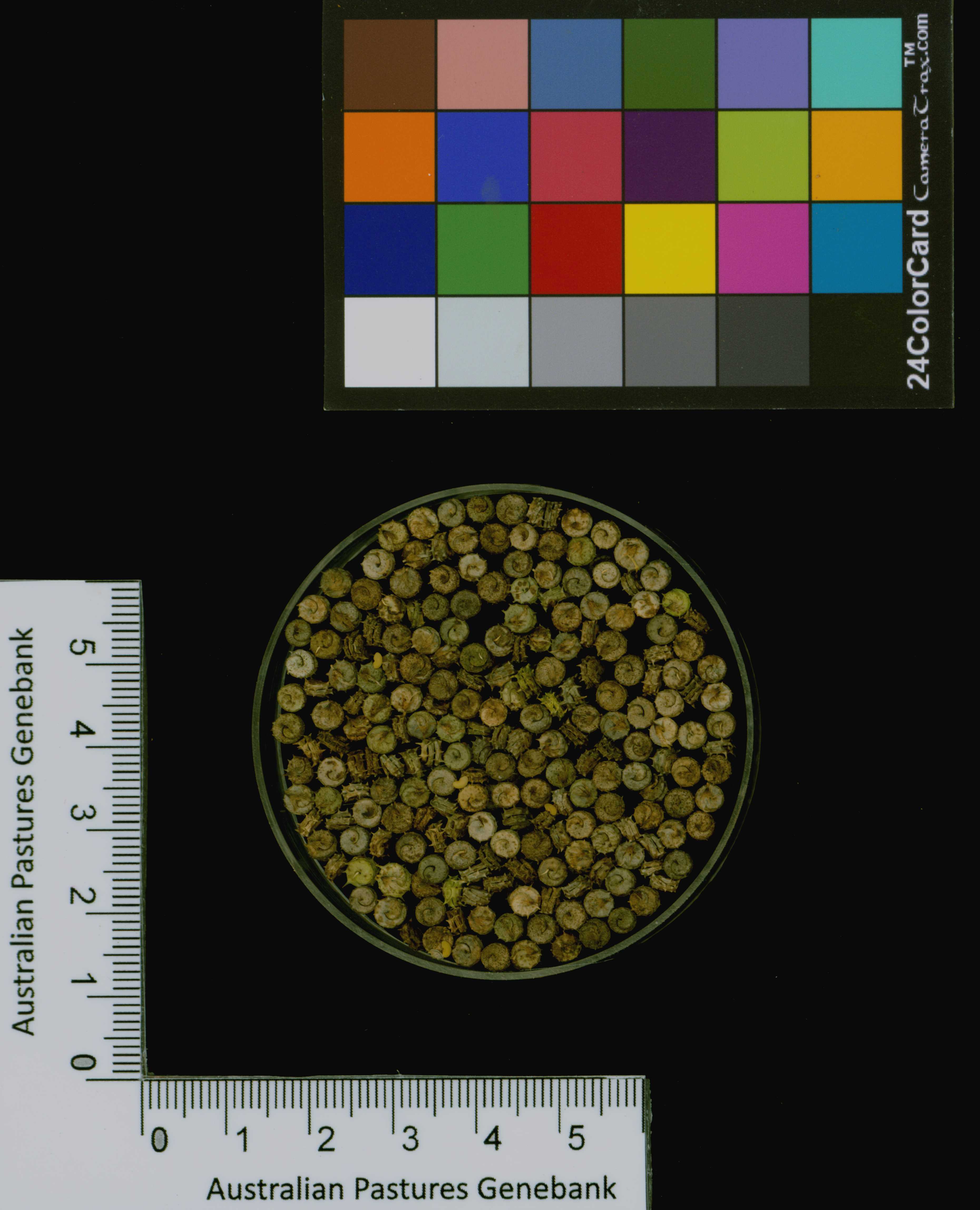 Click for 3 image(s) for this accession. Image
