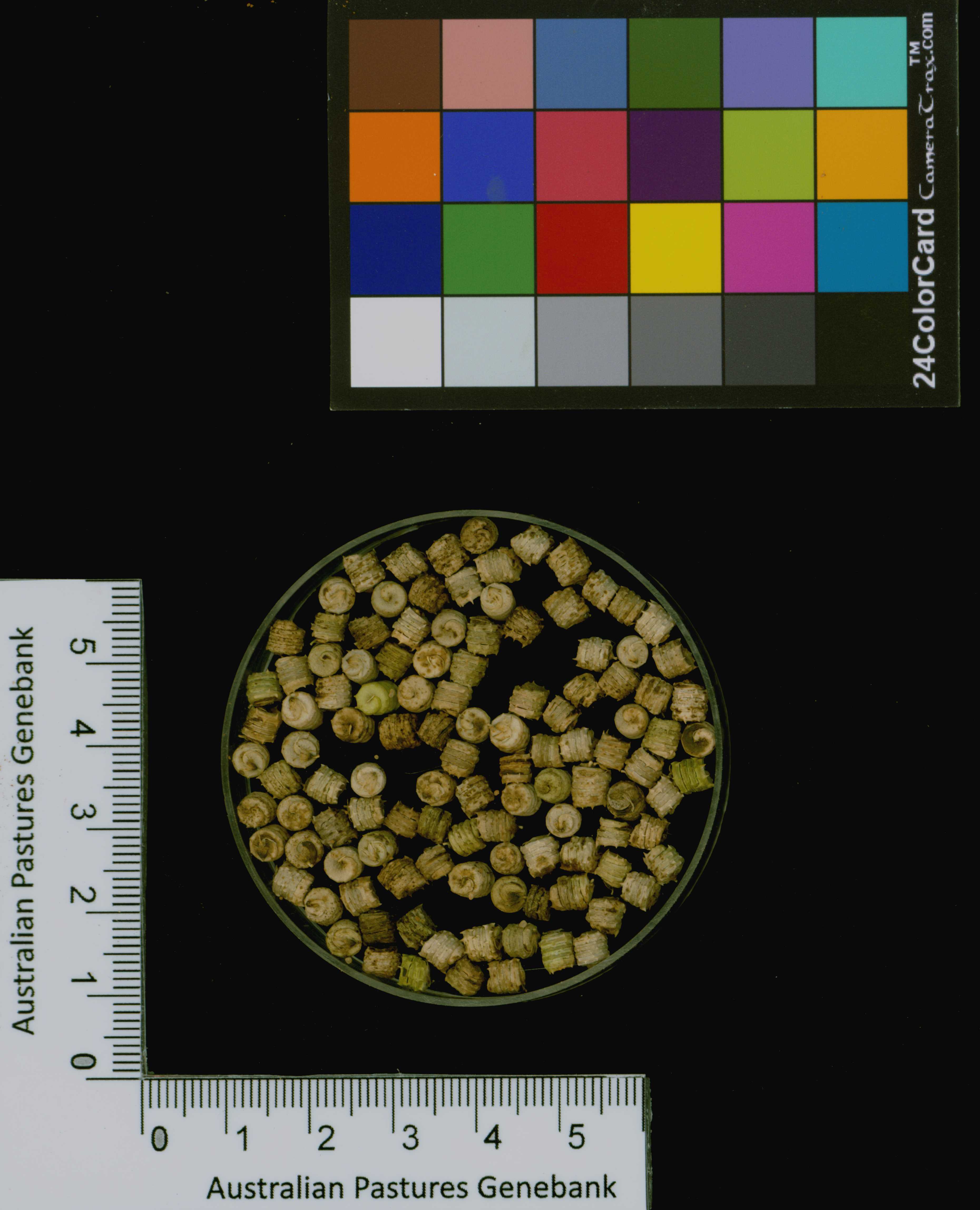 Click for 3 image(s) for this accession. Image