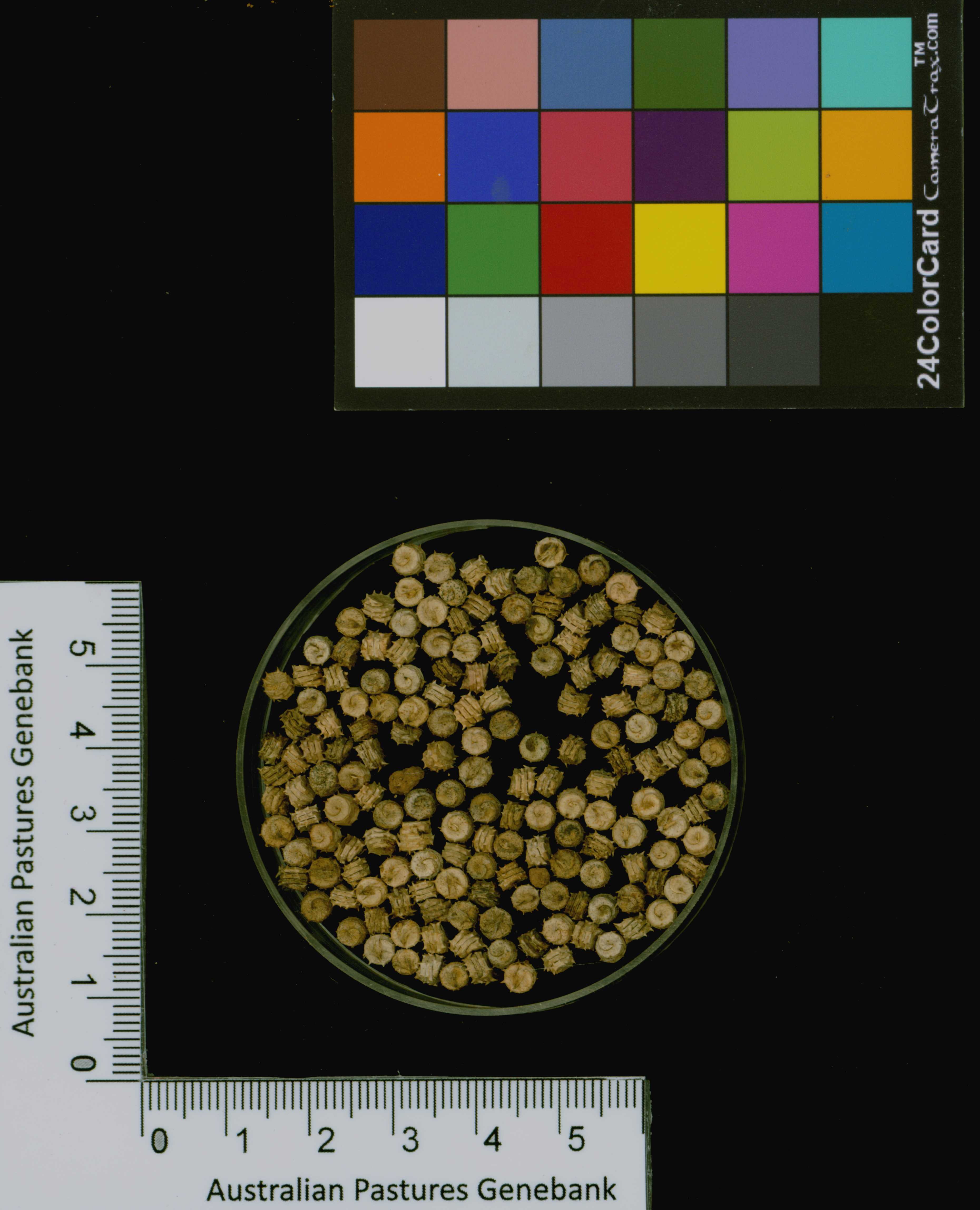 Click for 3 image(s) for this accession. Image