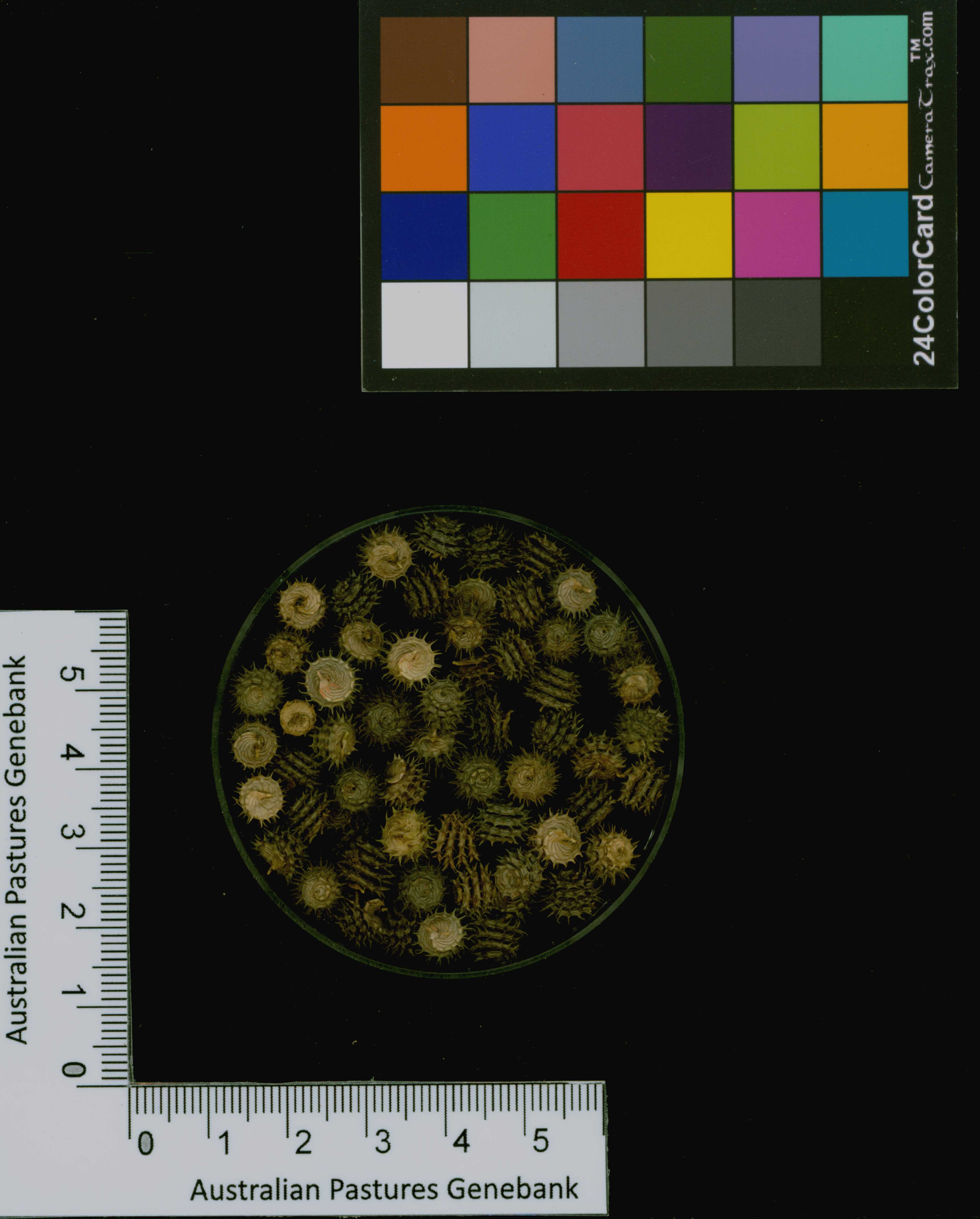 Click for 3 image(s) for this accession. Image