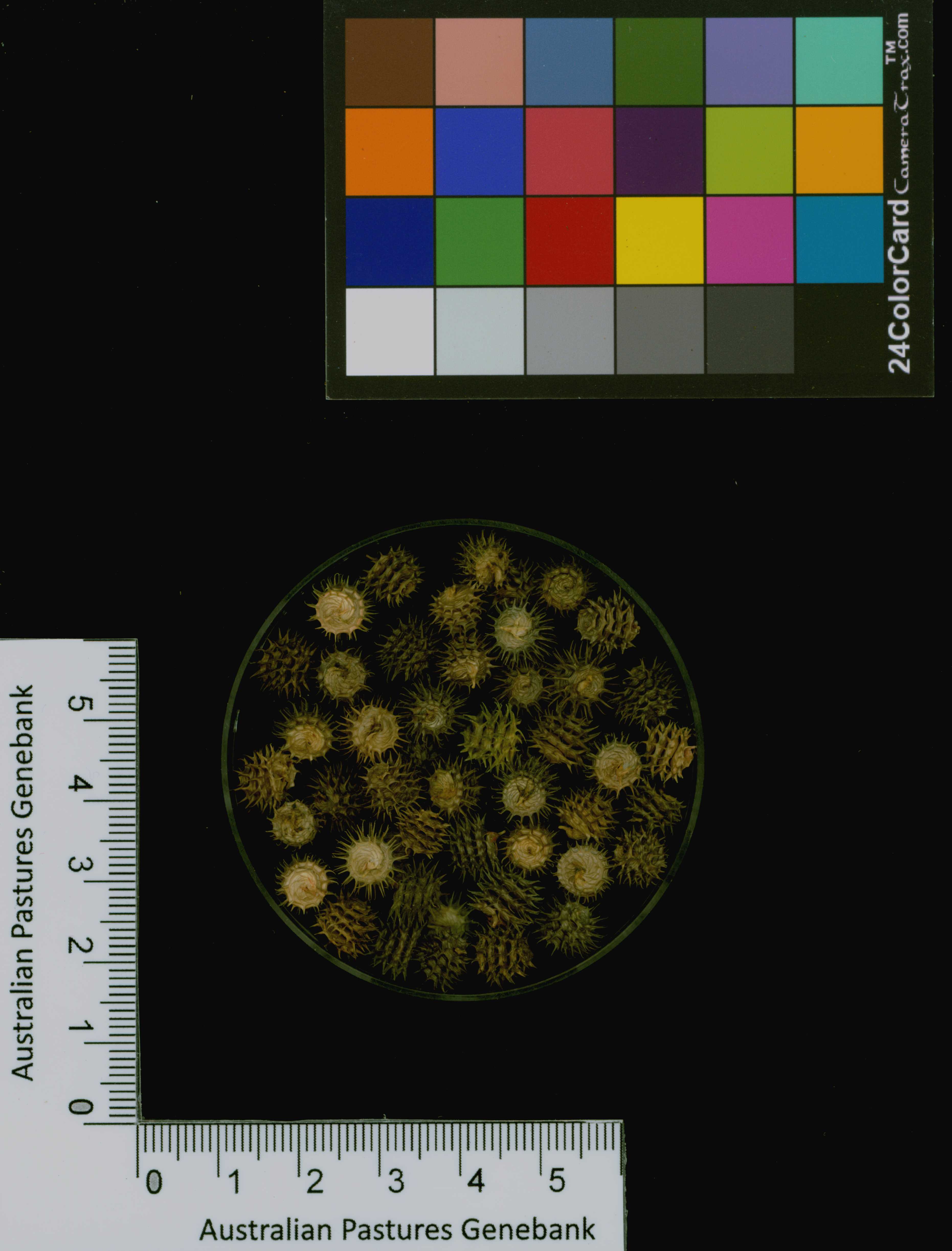Click for 3 image(s) for this accession. Image