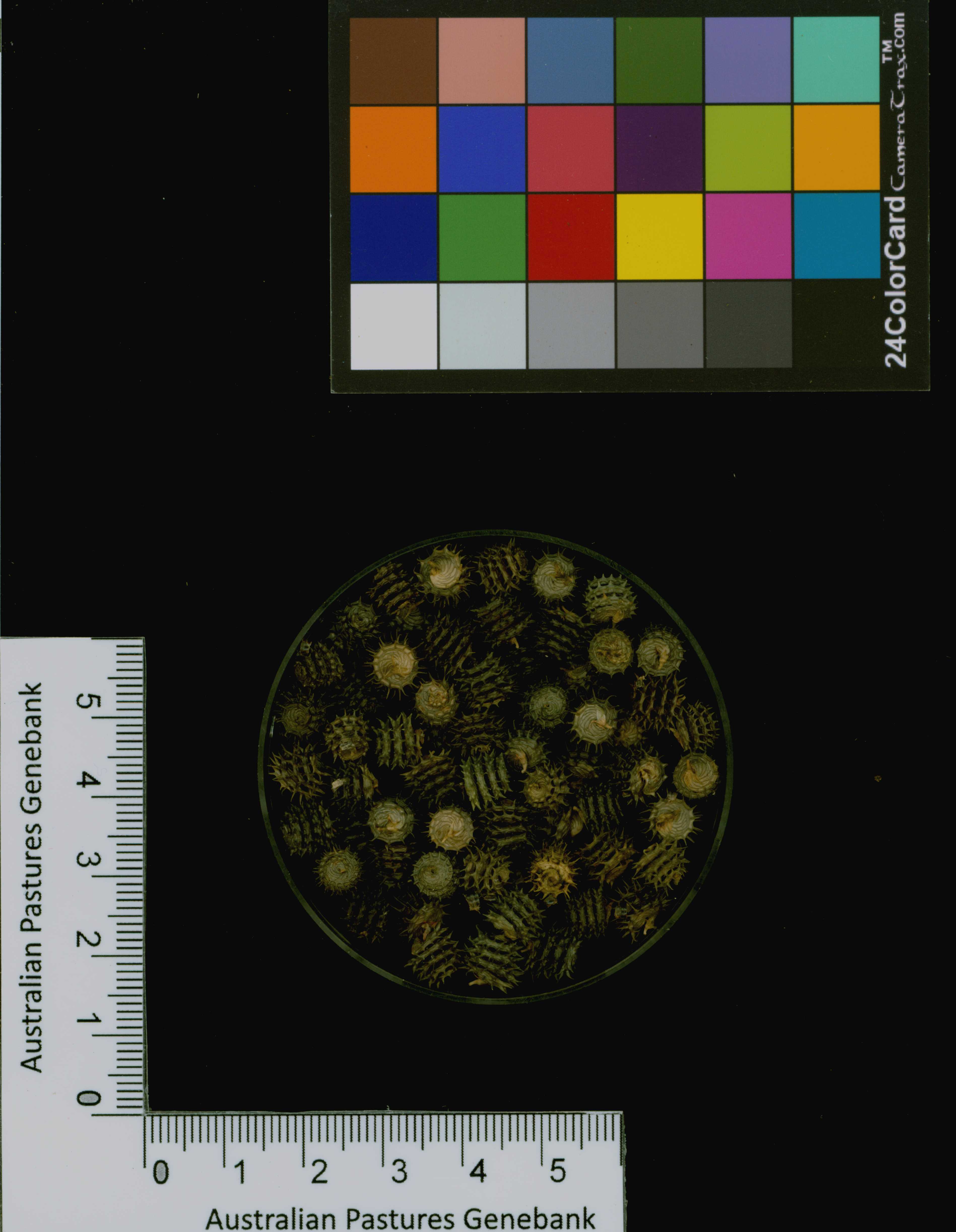 Click for 3 image(s) for this accession. Image