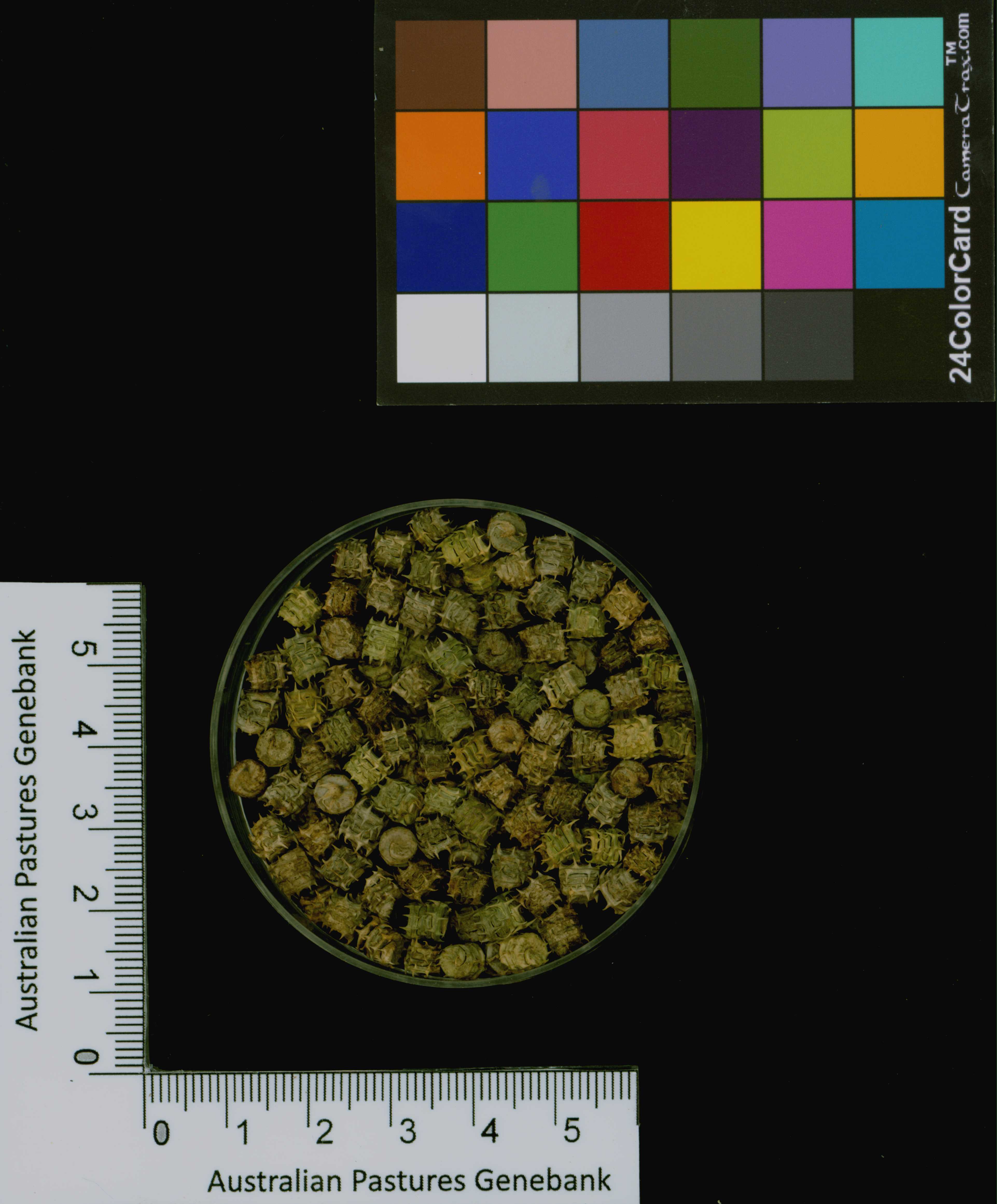 Click for 3 image(s) for this accession. Image