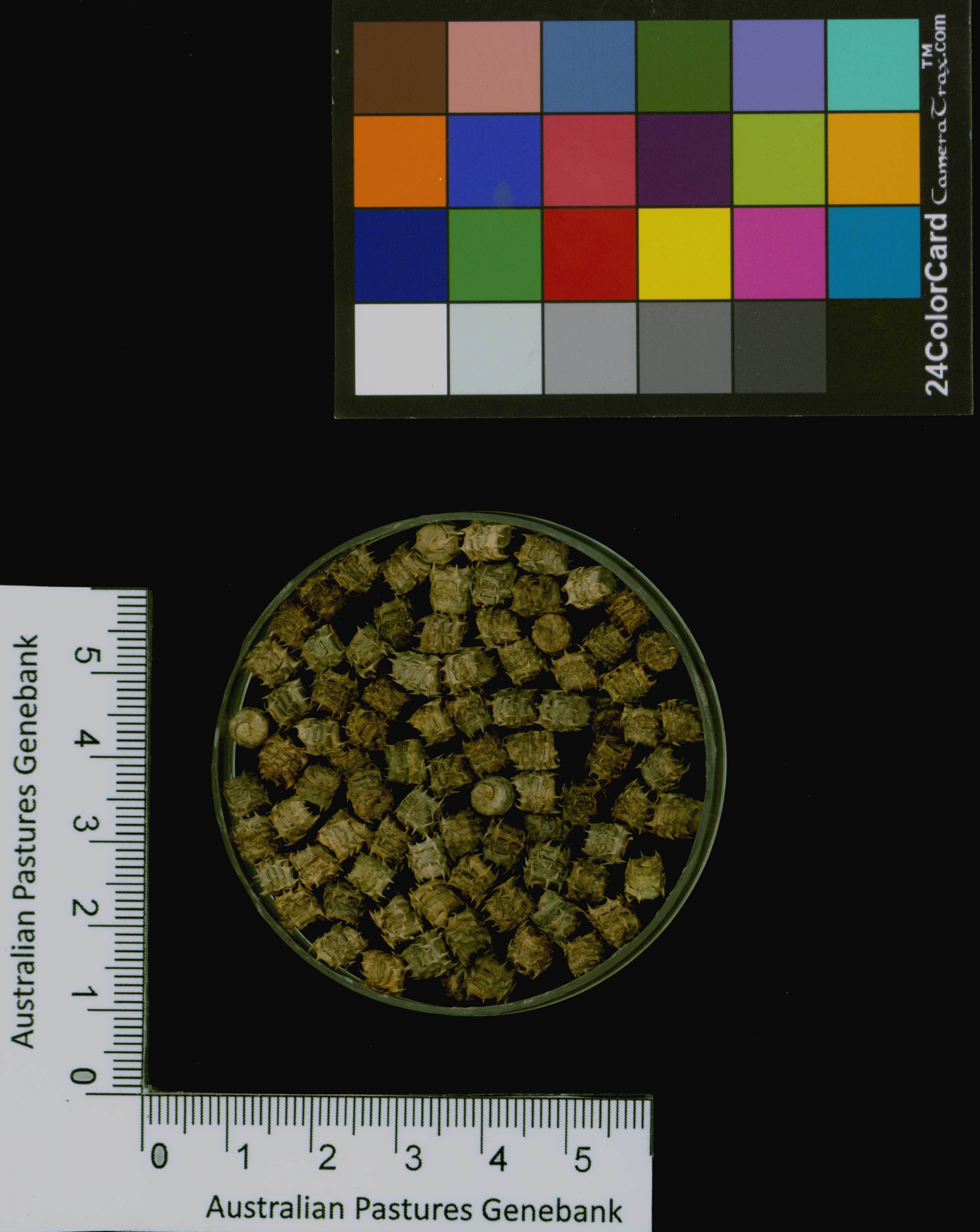 Click for 3 image(s) for this accession. Image