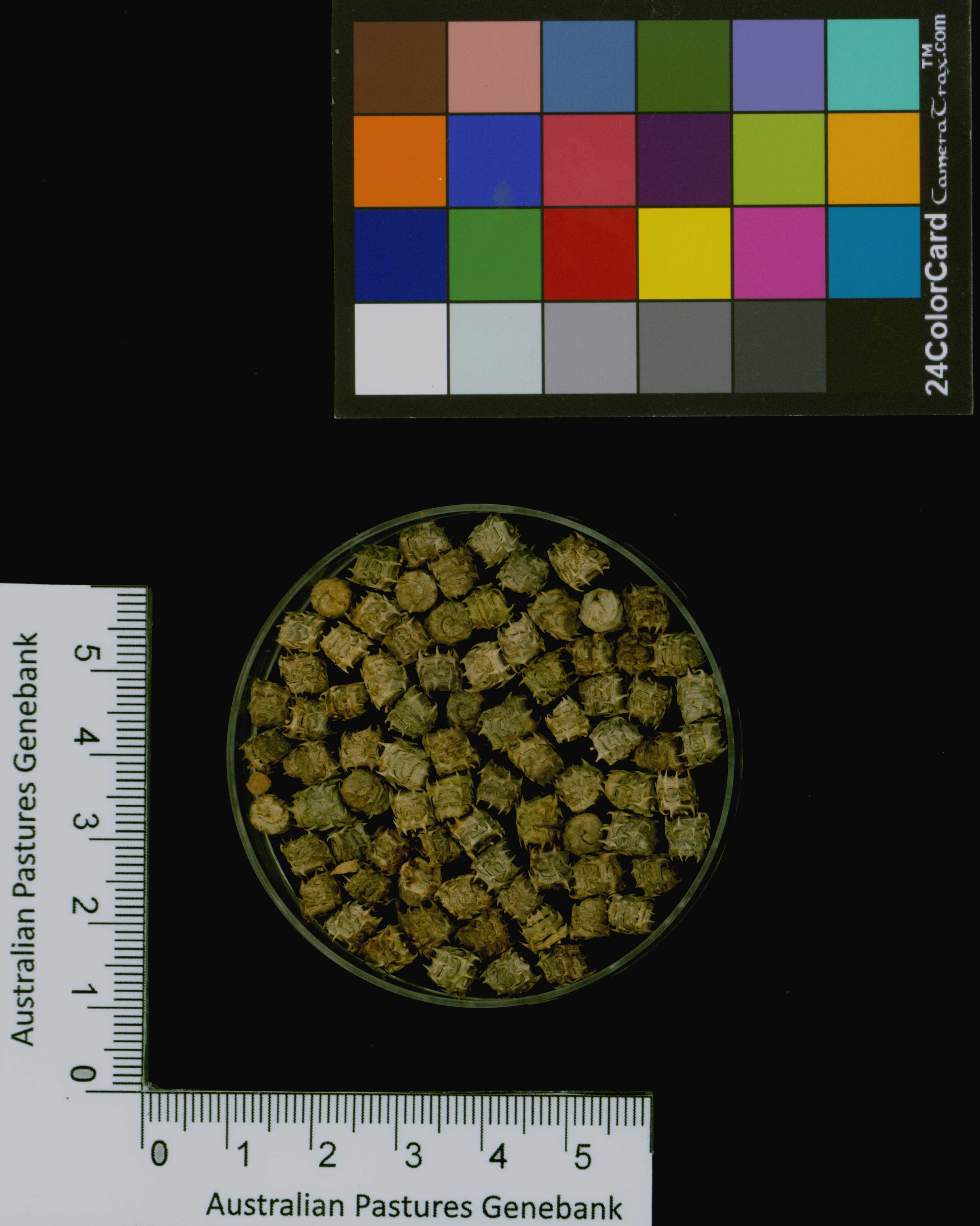 Click for 3 image(s) for this accession. Image