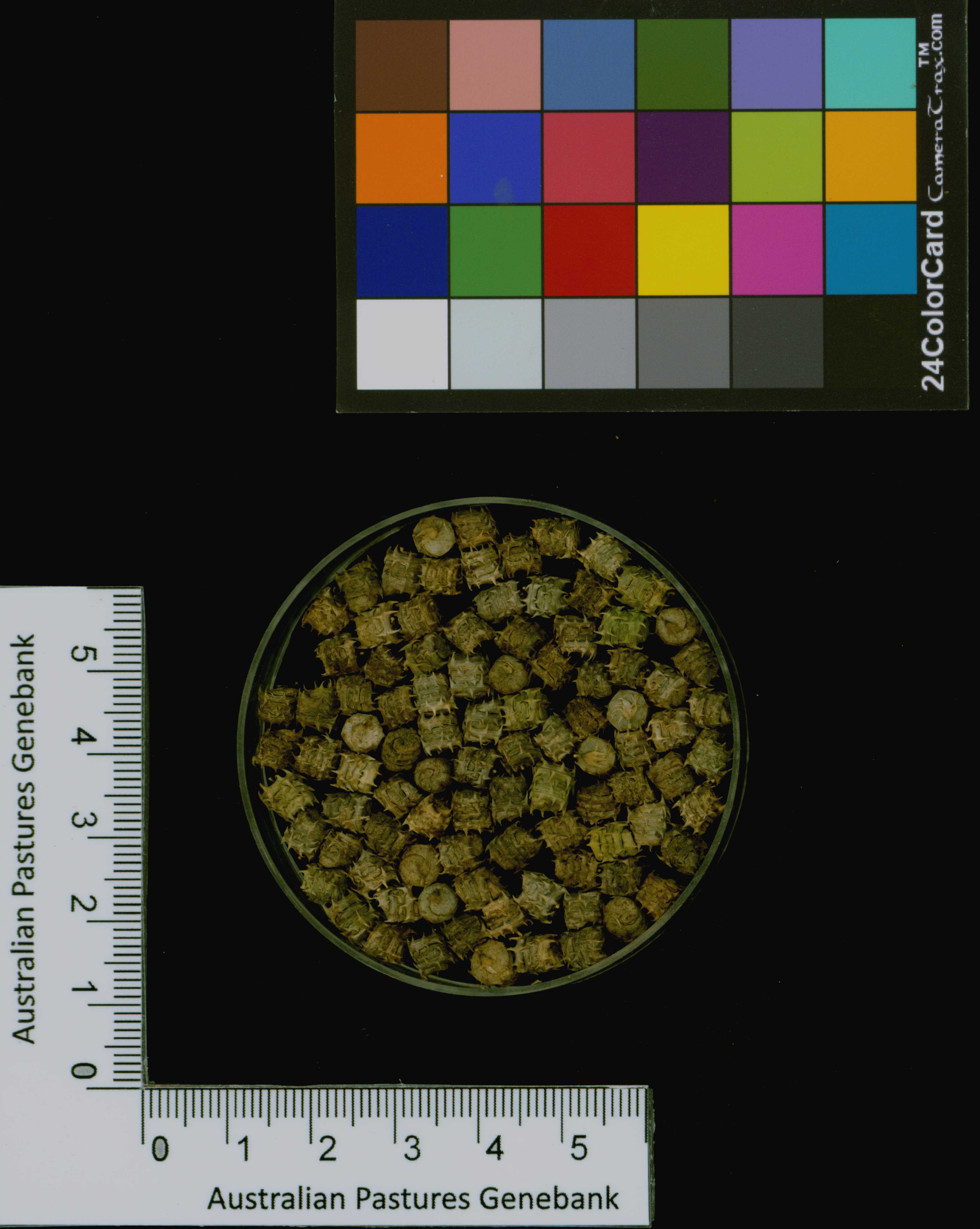 Click for 3 image(s) for this accession. Image