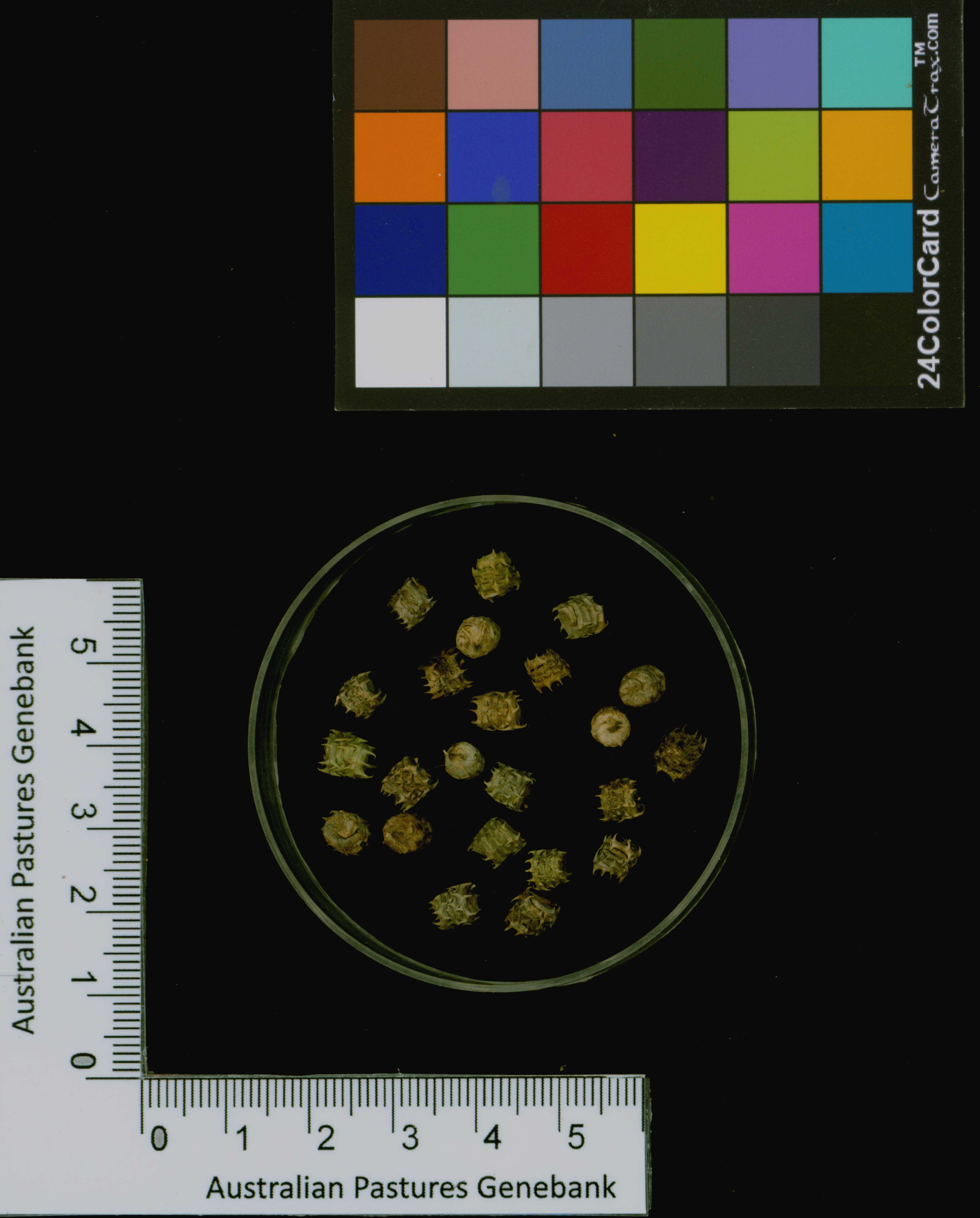Click for 3 image(s) for this accession. Image
