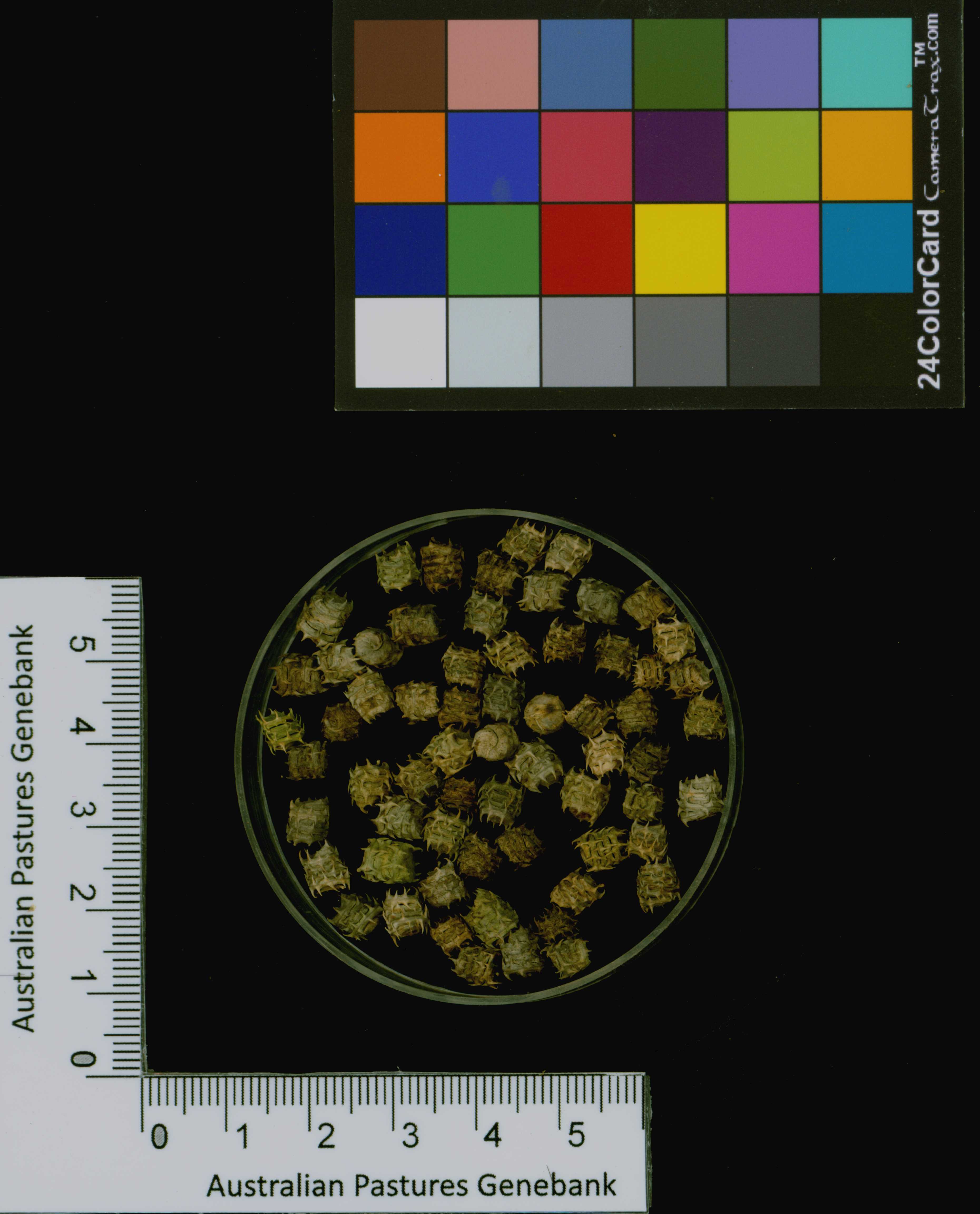Click for 3 image(s) for this accession. Image