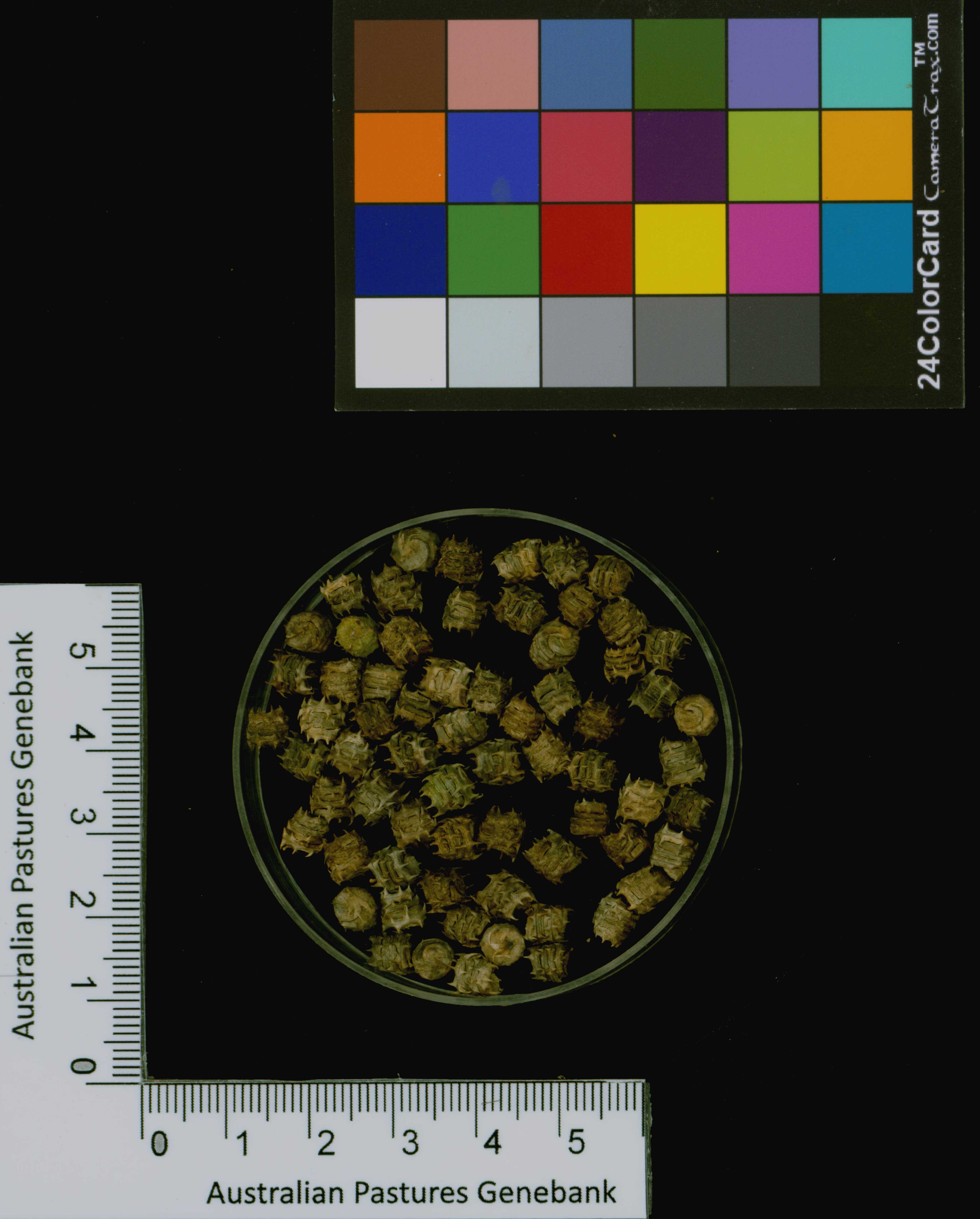 Click for 3 image(s) for this accession. Image