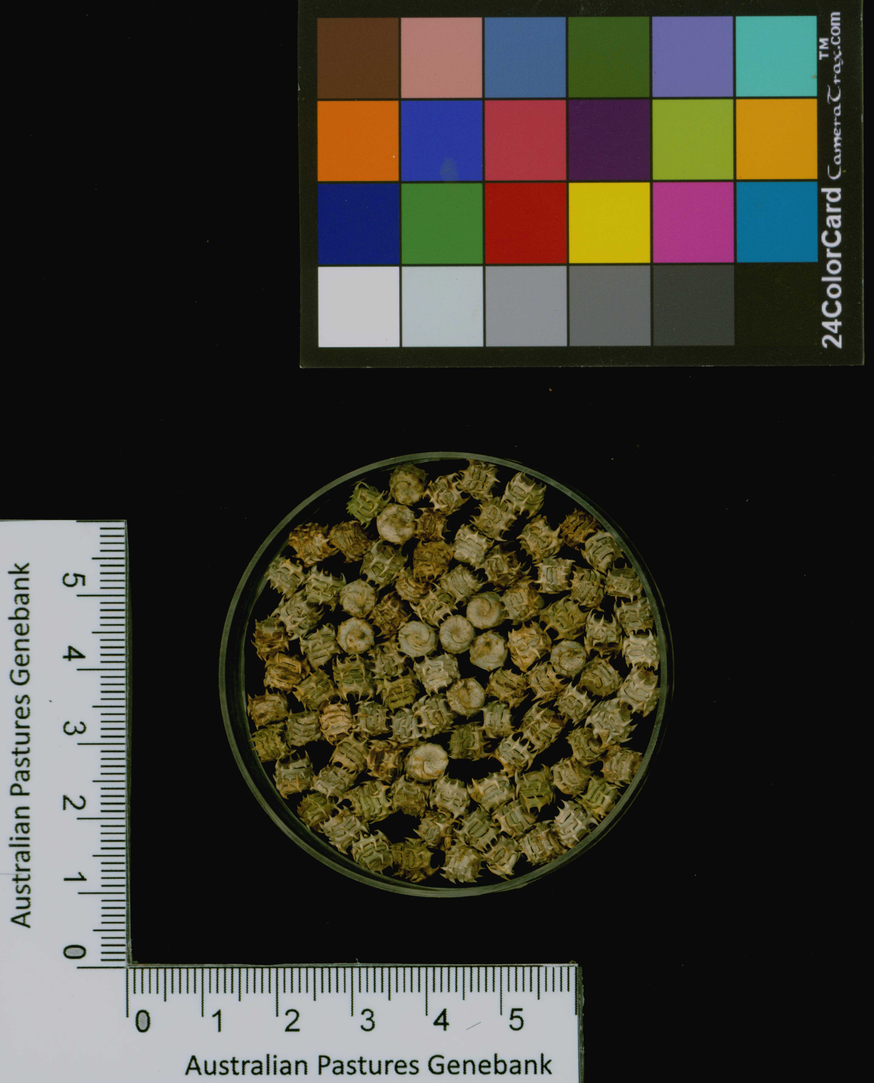 Click for 3 image(s) for this accession. Image