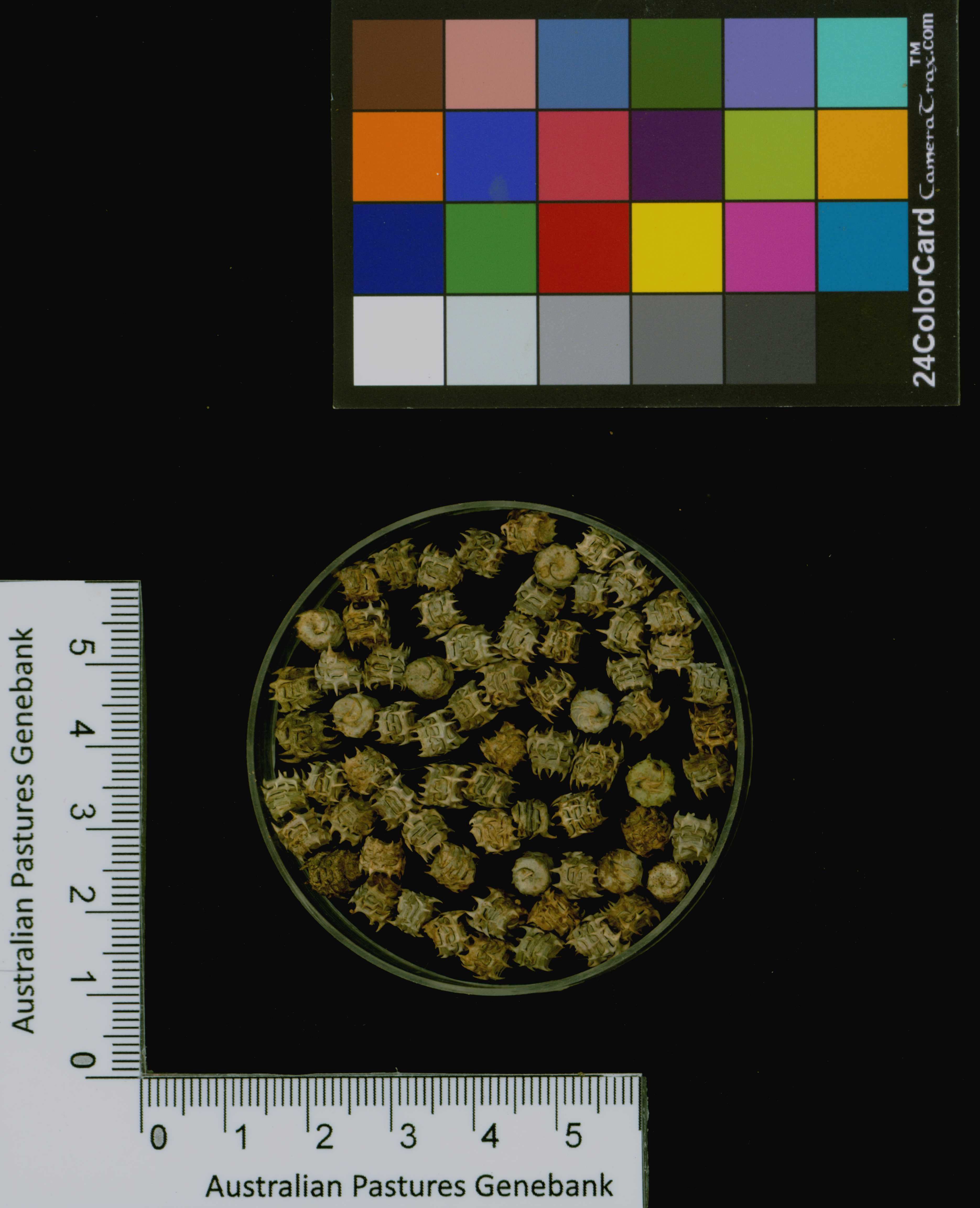 Click for 3 image(s) for this accession. Image