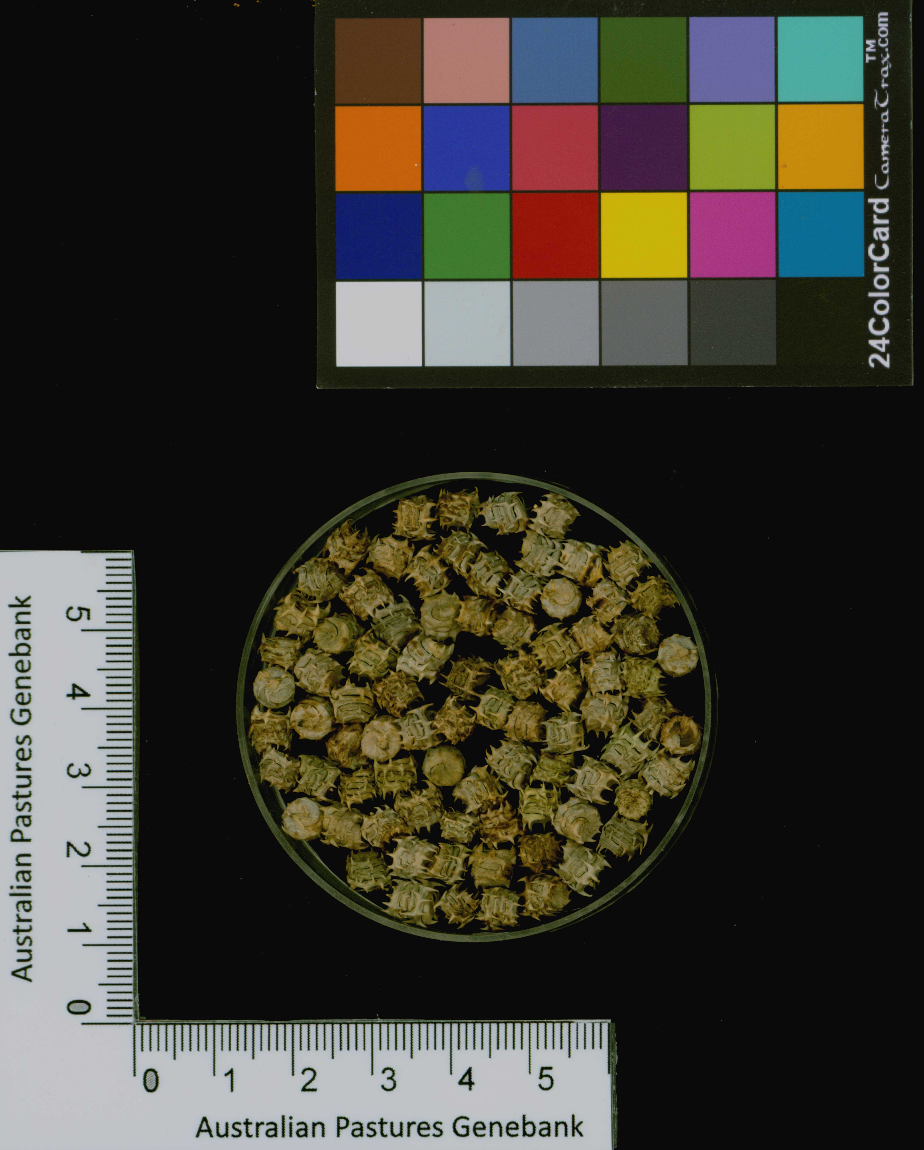 Click for 3 image(s) for this accession. Image