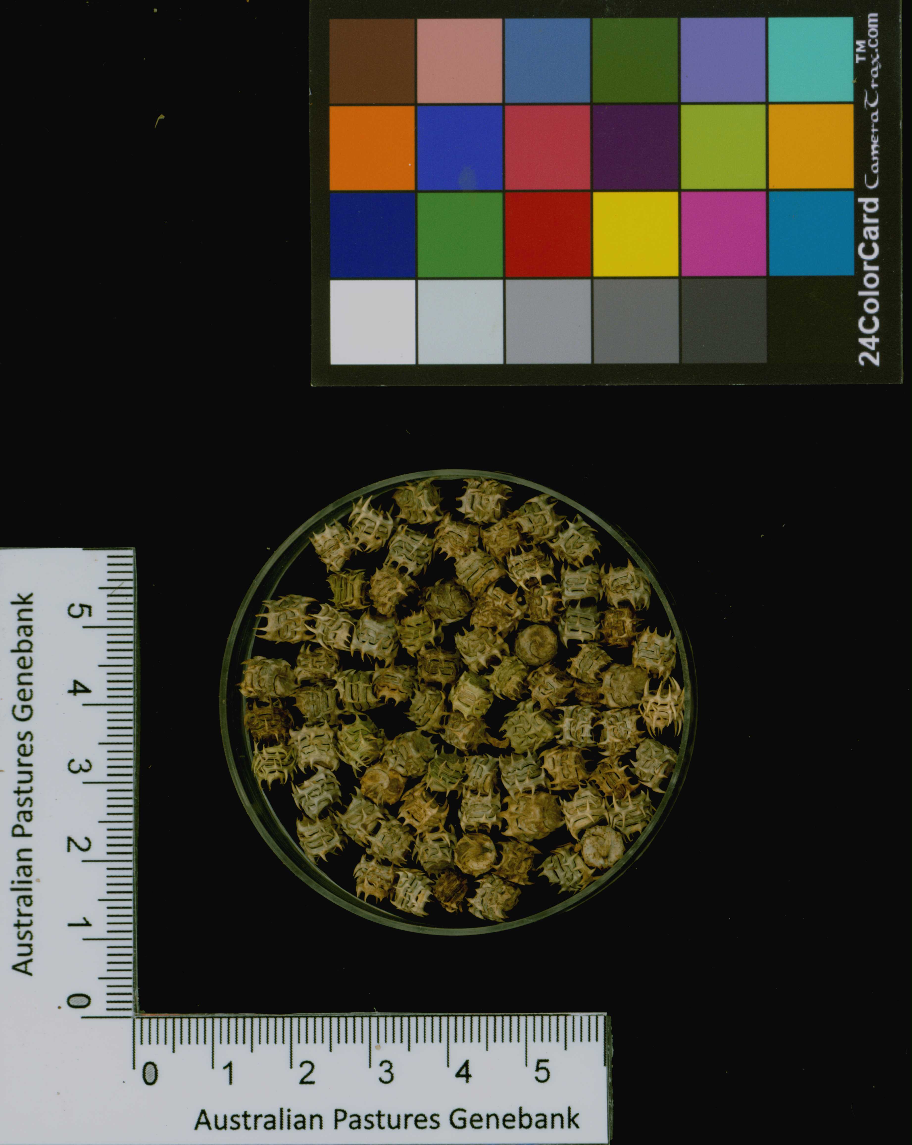 Click for 3 image(s) for this accession. Image