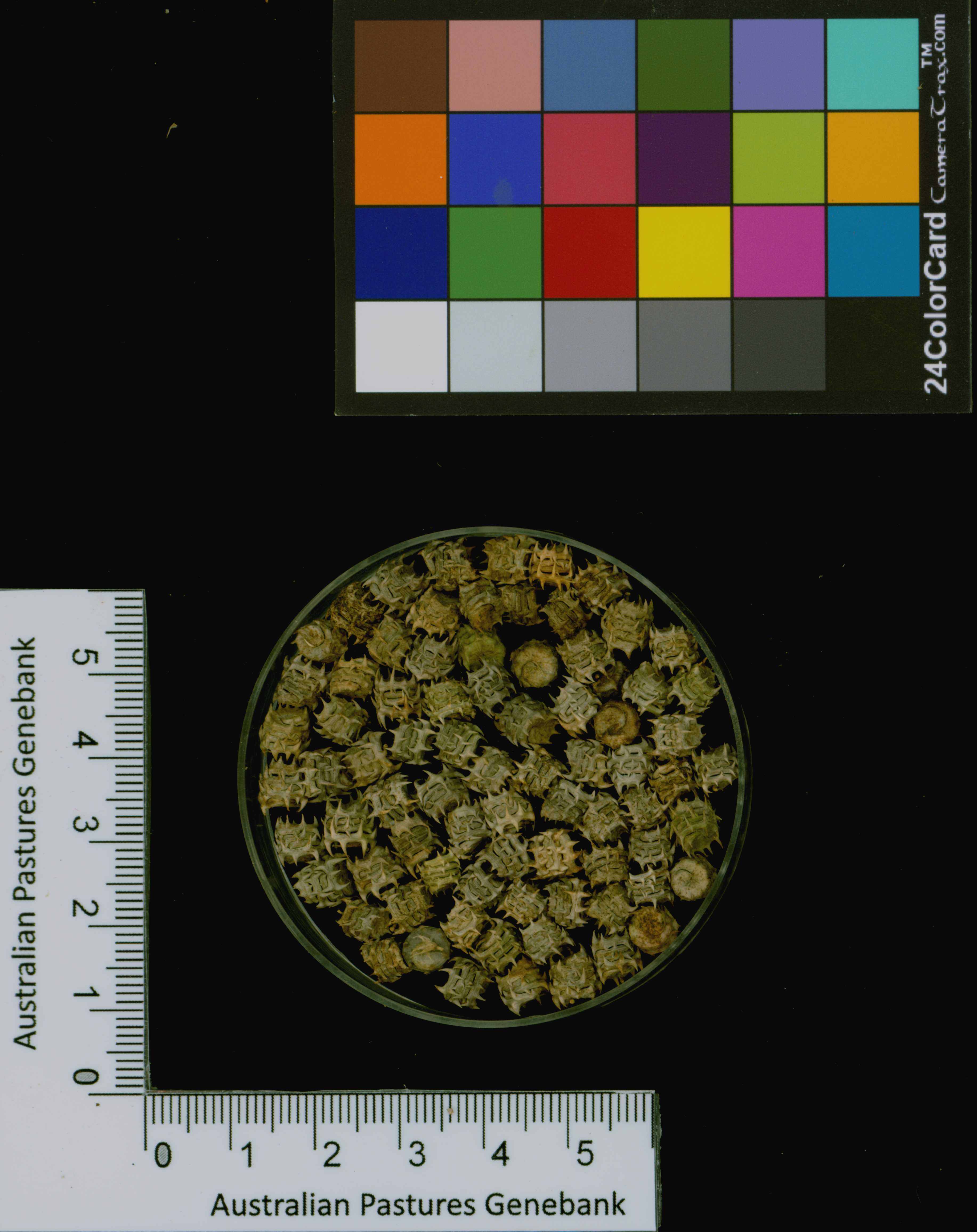 Click for 3 image(s) for this accession. Image