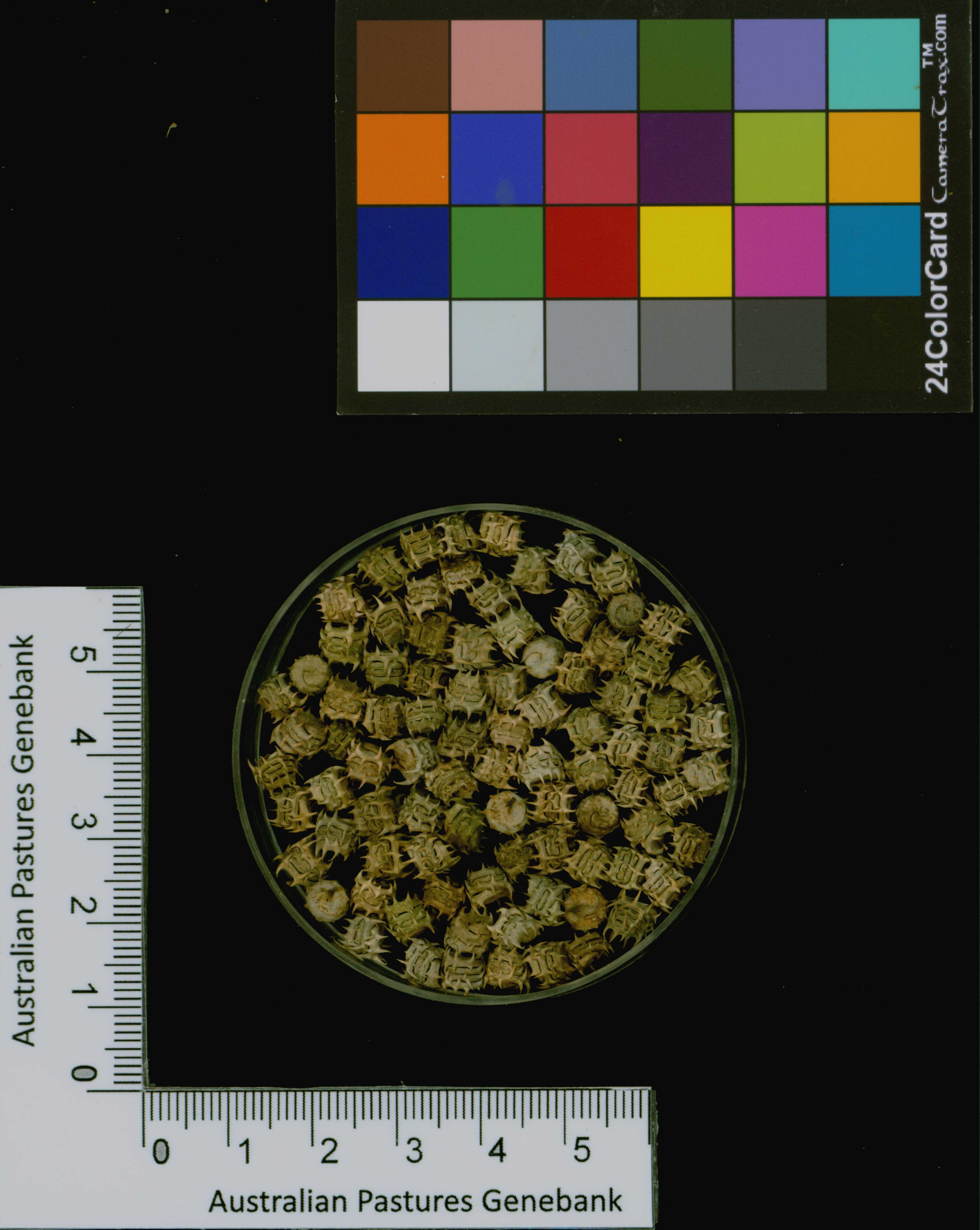 Click for 3 image(s) for this accession. Image