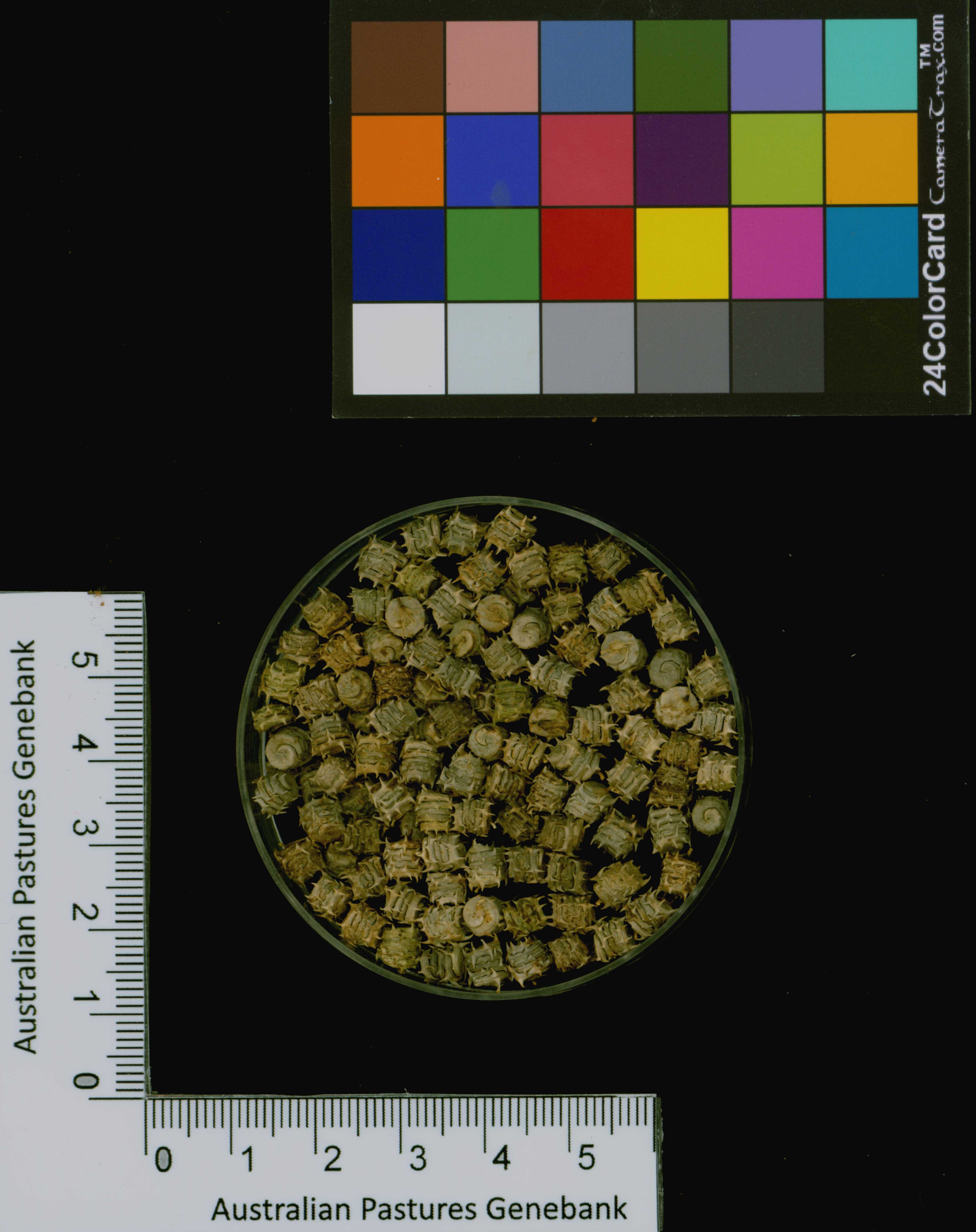 Click for 3 image(s) for this accession. Image