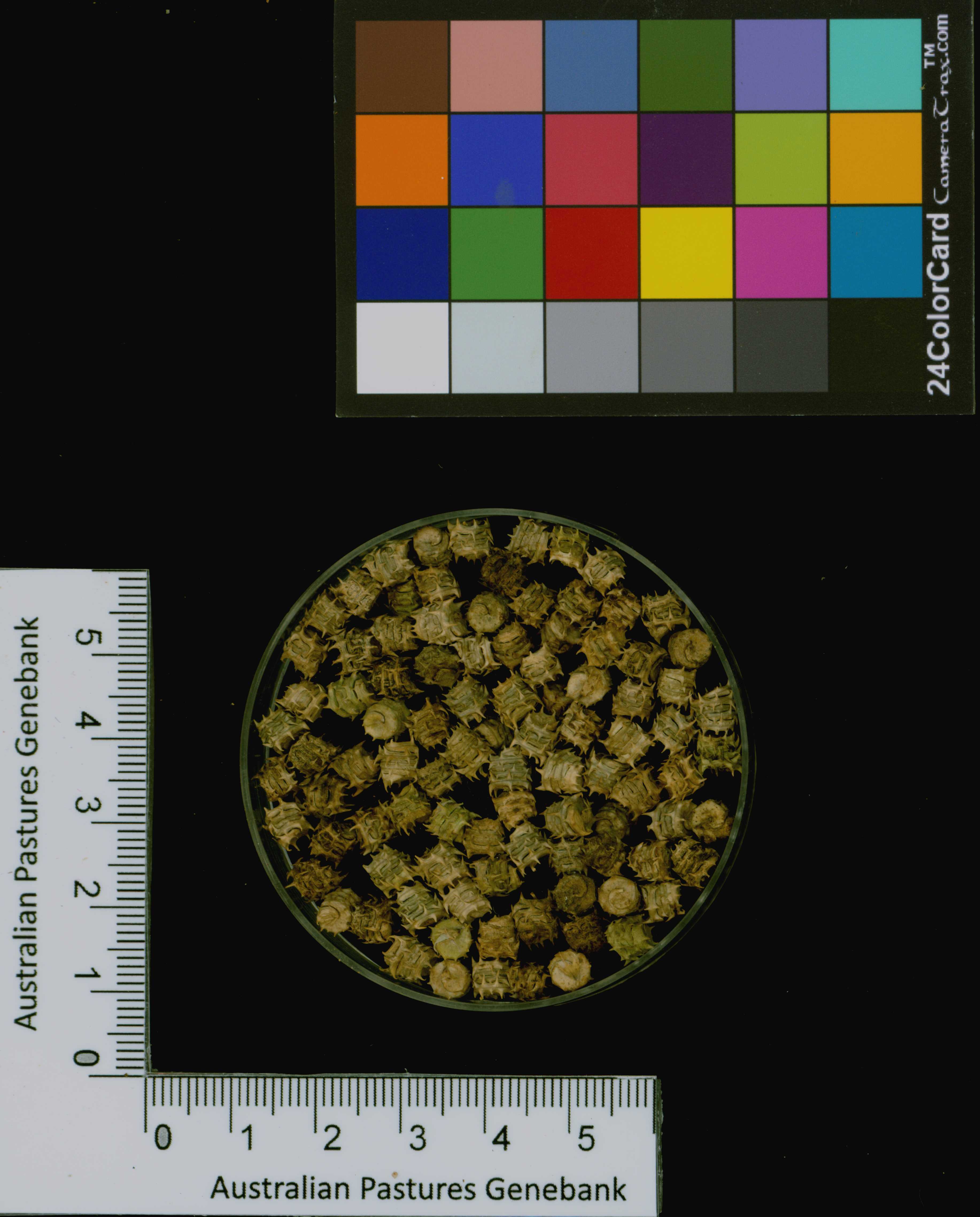 Click for 3 image(s) for this accession. Image