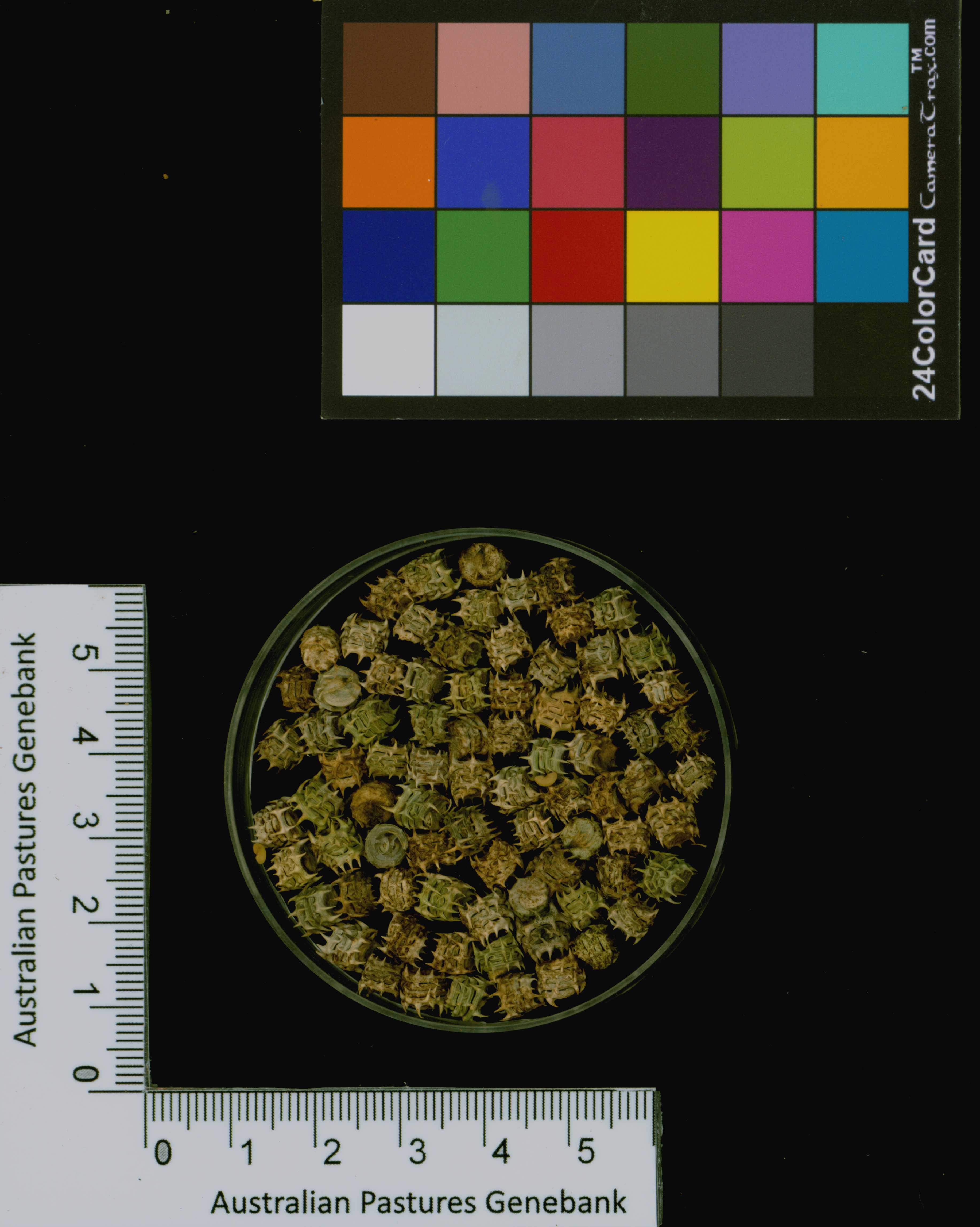 Click for 3 image(s) for this accession. Image