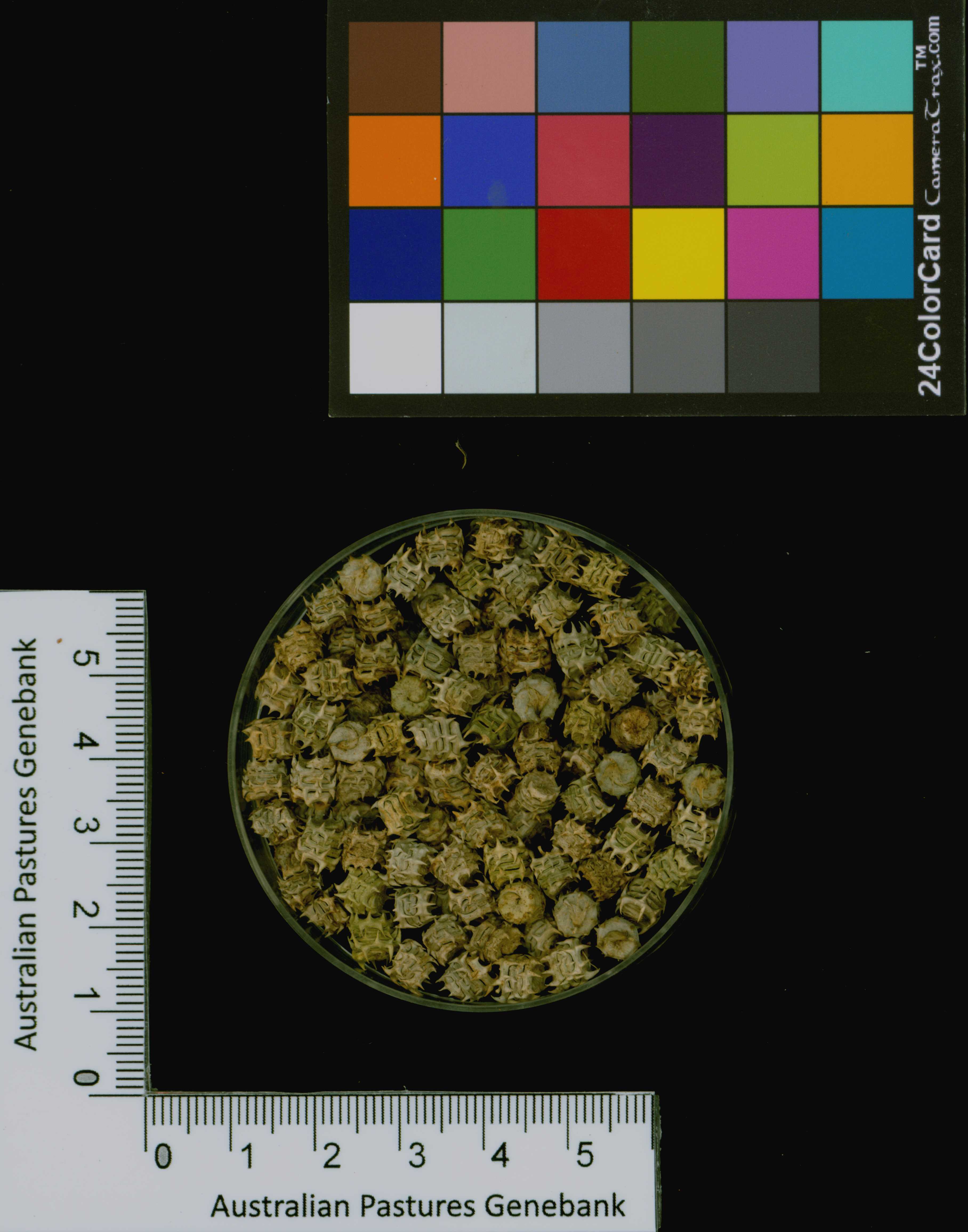 Click for 3 image(s) for this accession. Image