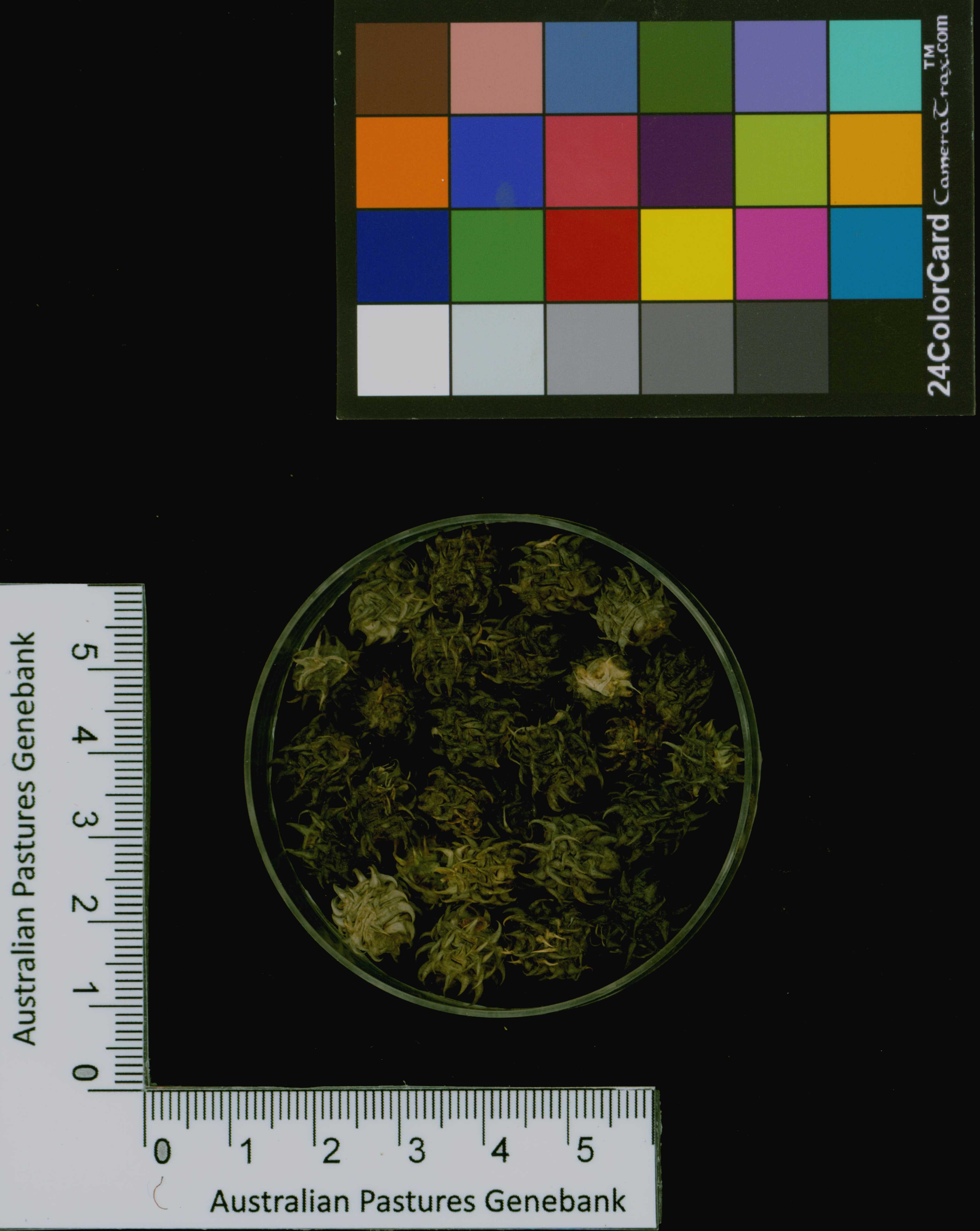 Click for 3 image(s) for this accession. Image