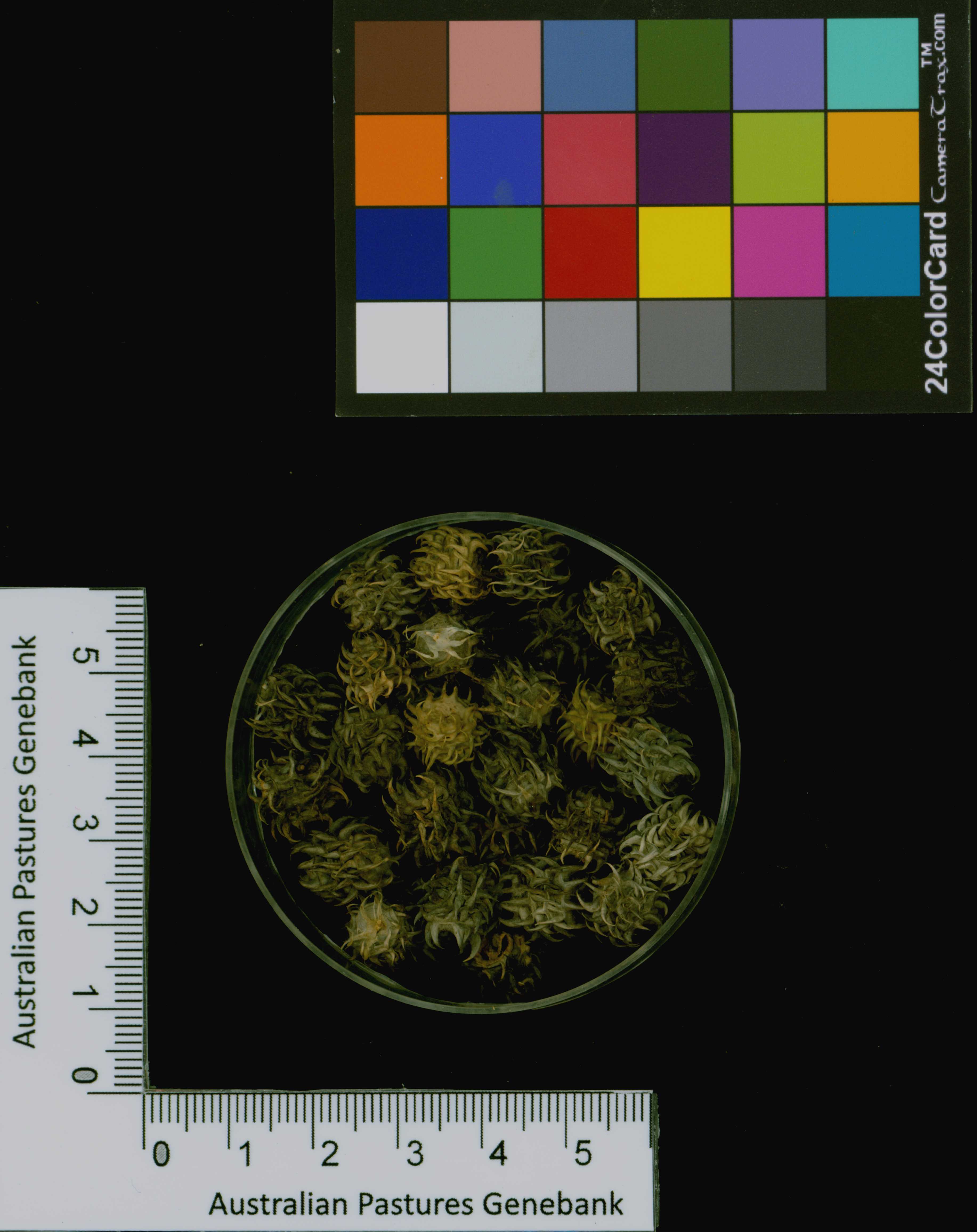 Click for 3 image(s) for this accession. Image