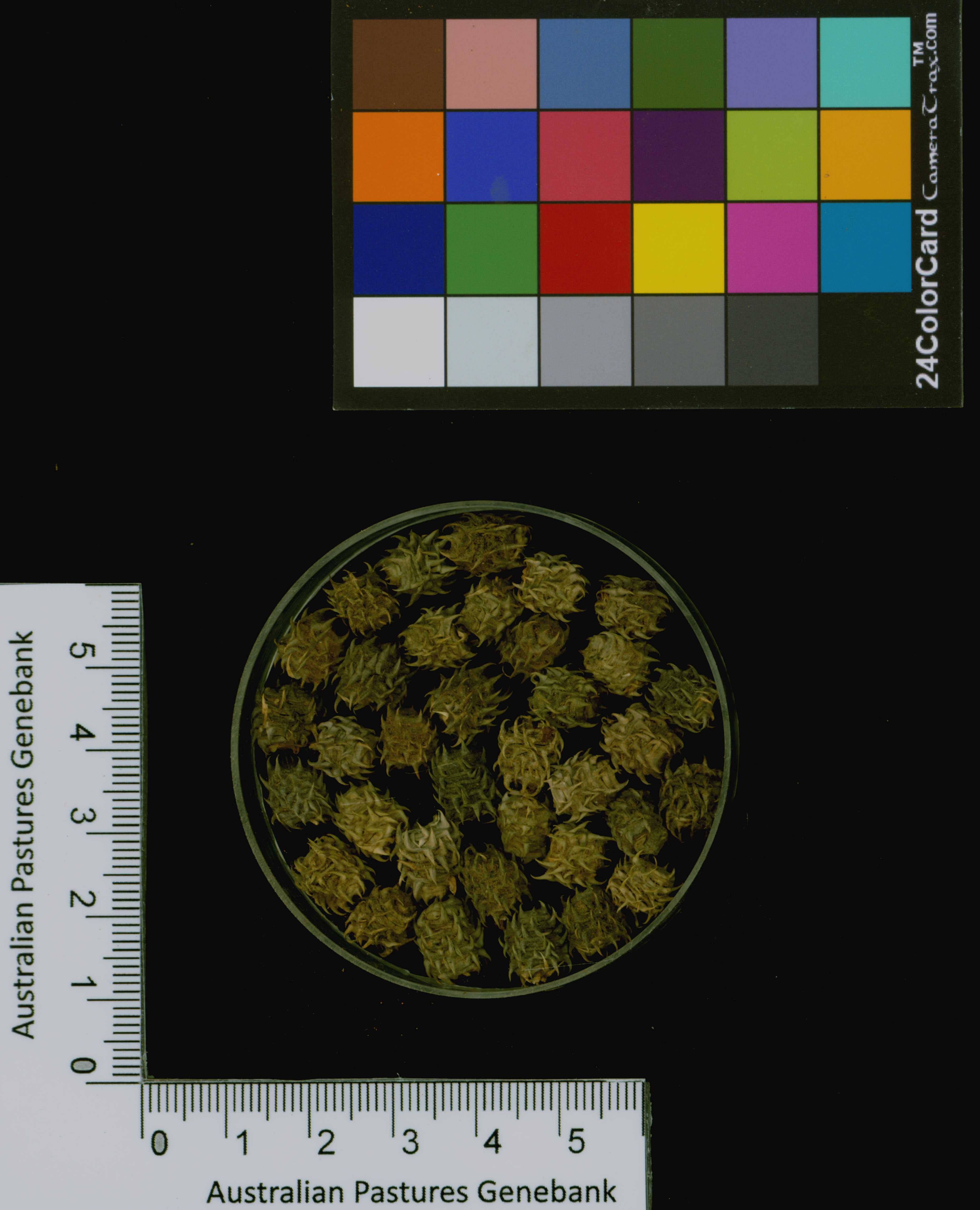Click for 3 image(s) for this accession. Image