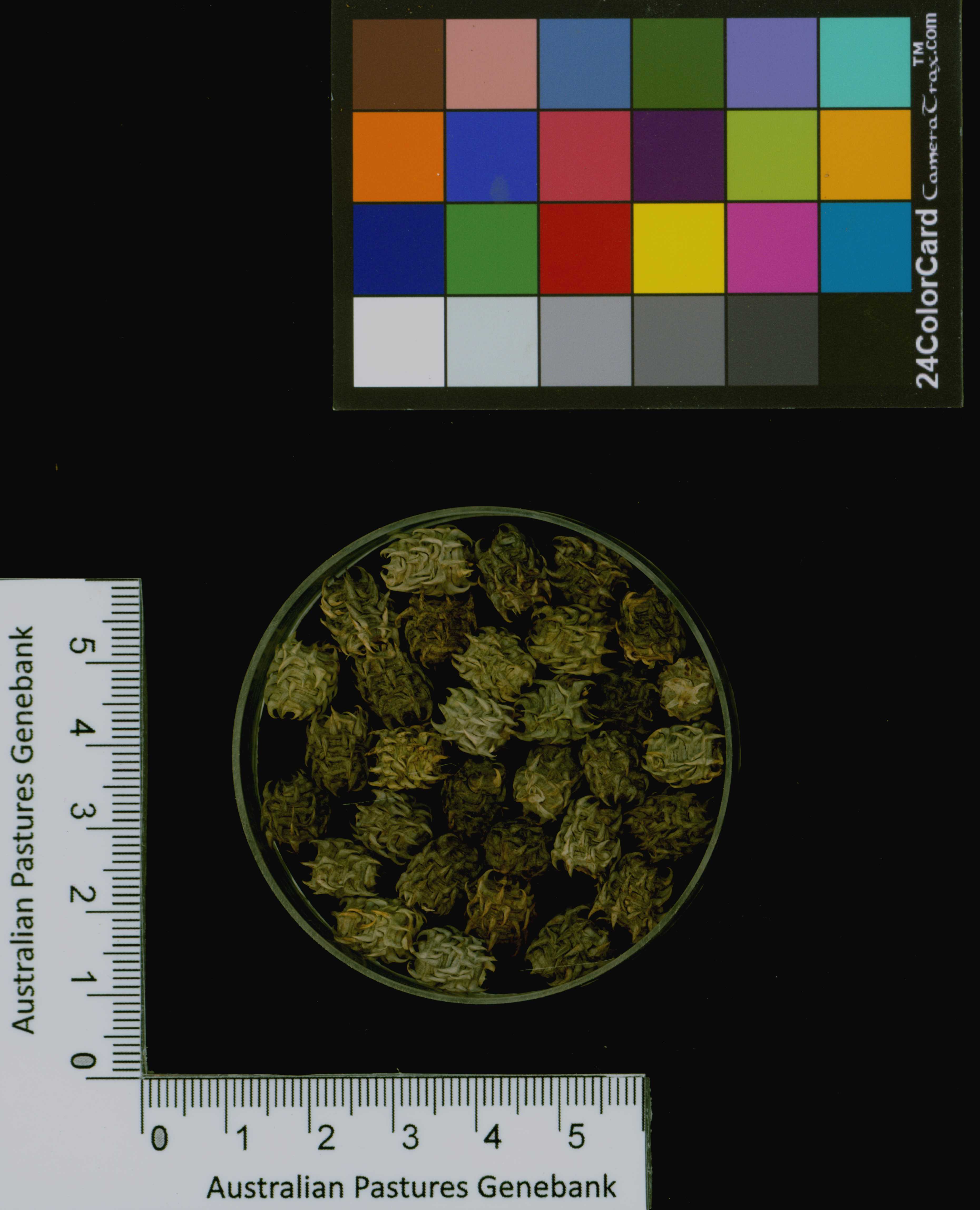 Click for 3 image(s) for this accession. Image