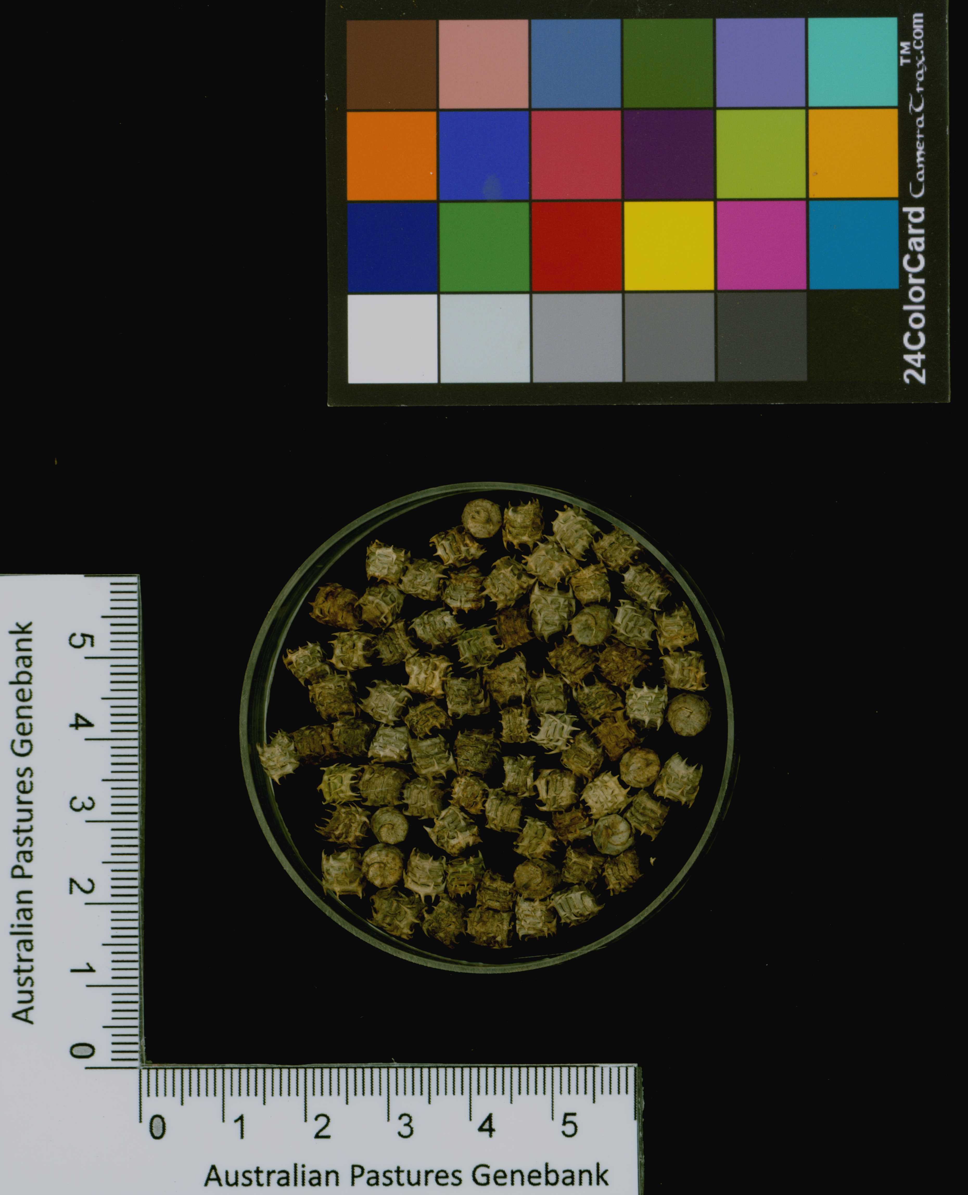 Click for 3 image(s) for this accession. Image