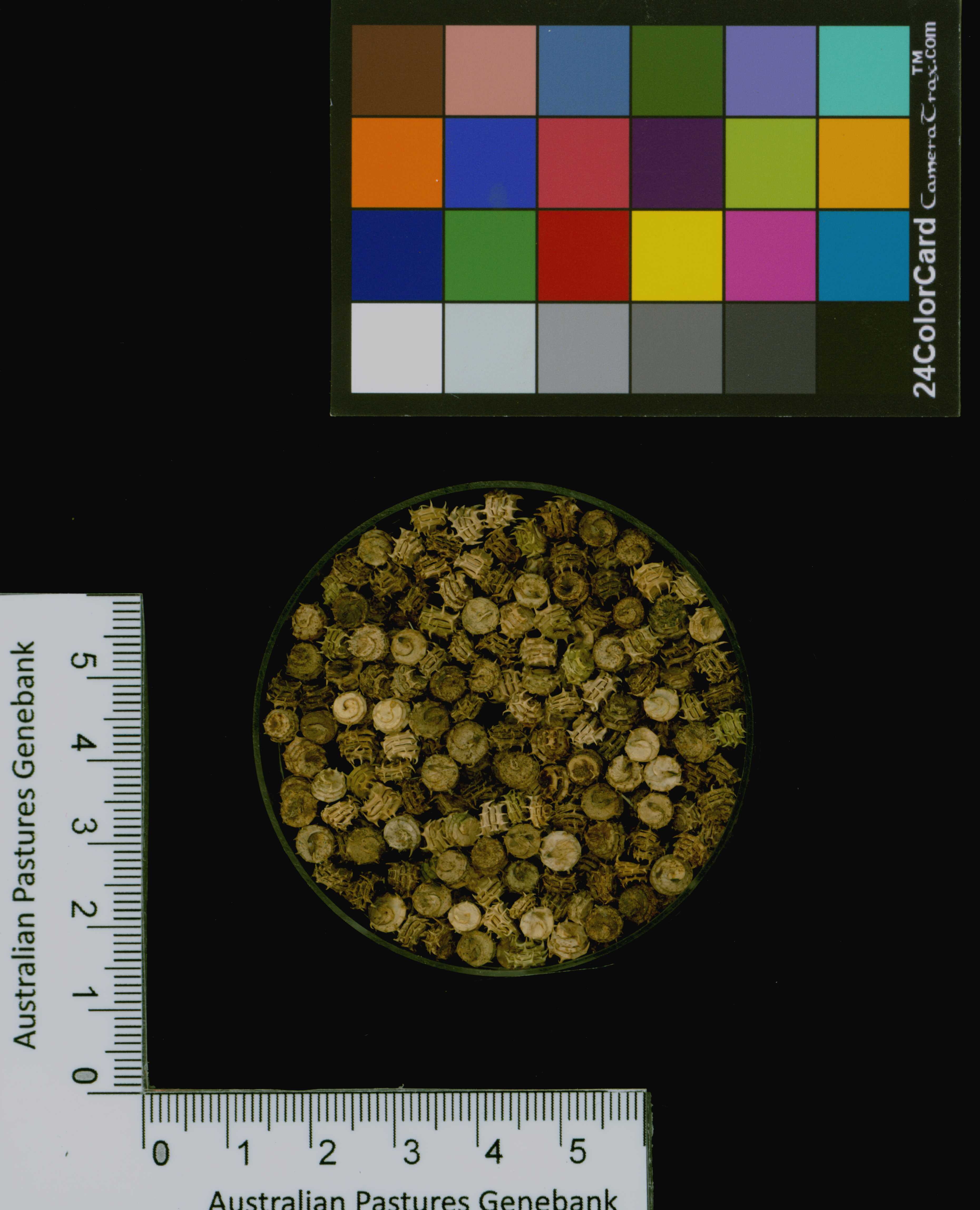 Click for 3 image(s) for this accession. Image