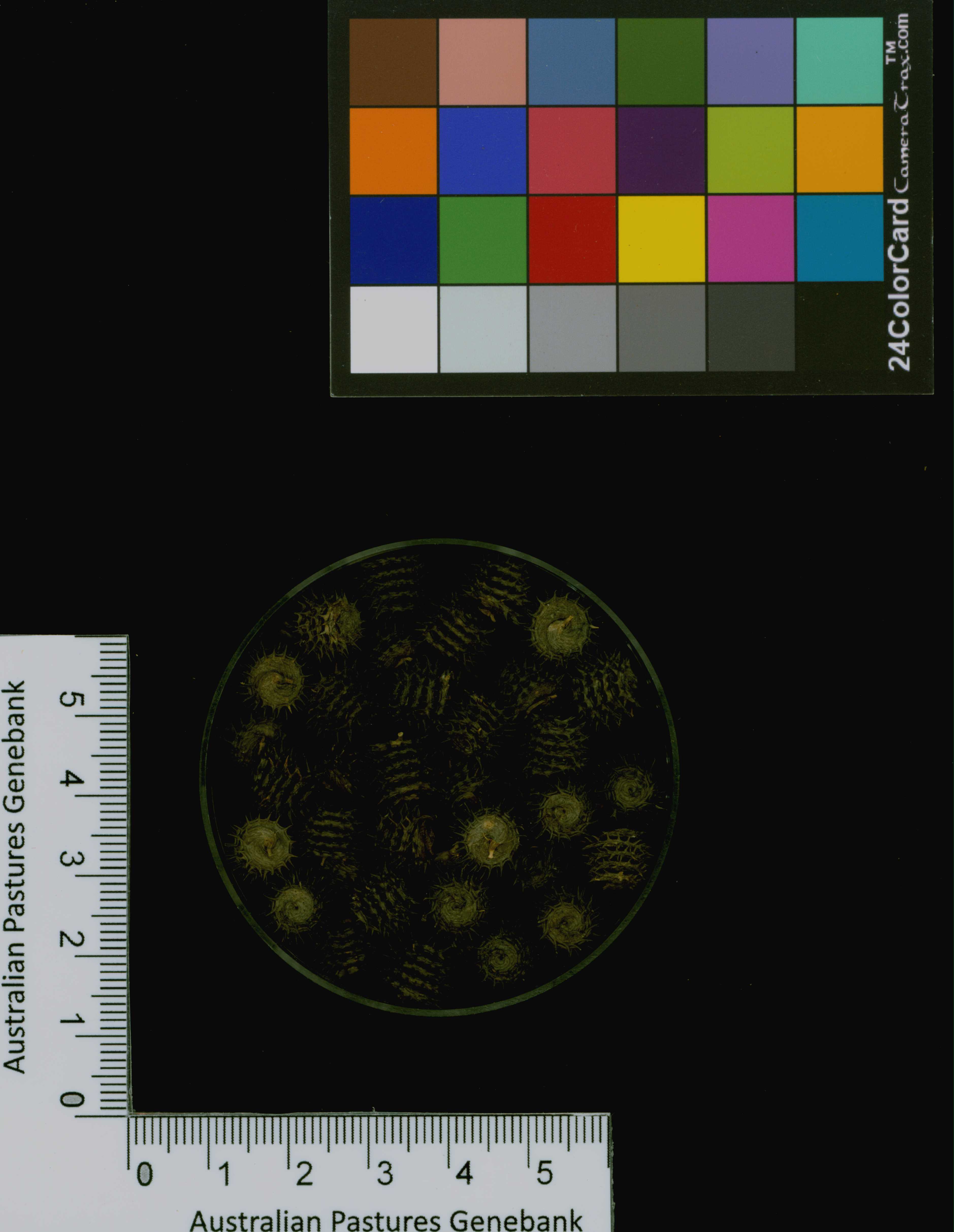 Click for 3 image(s) for this accession. Image