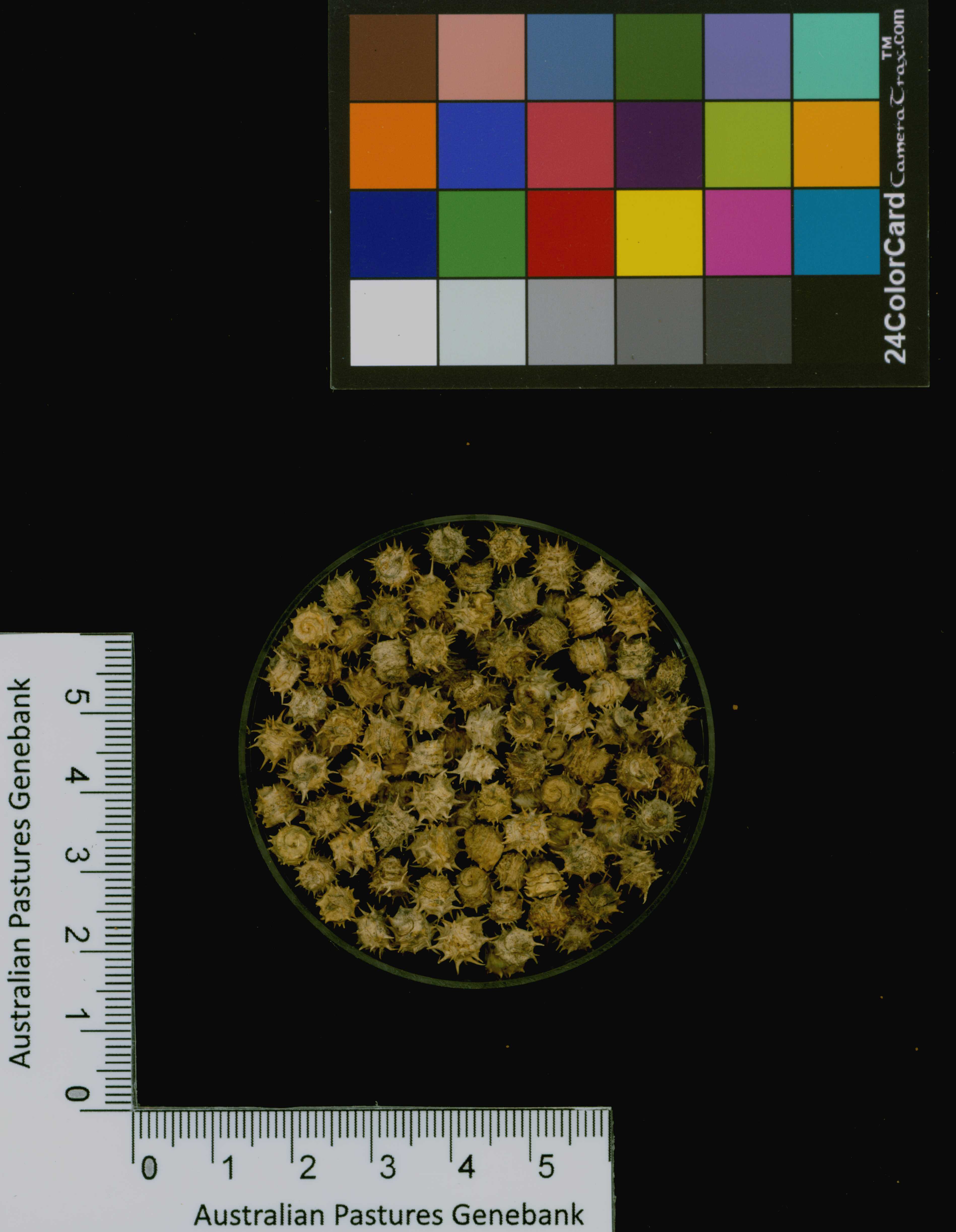 Click for 3 image(s) for this accession. Image