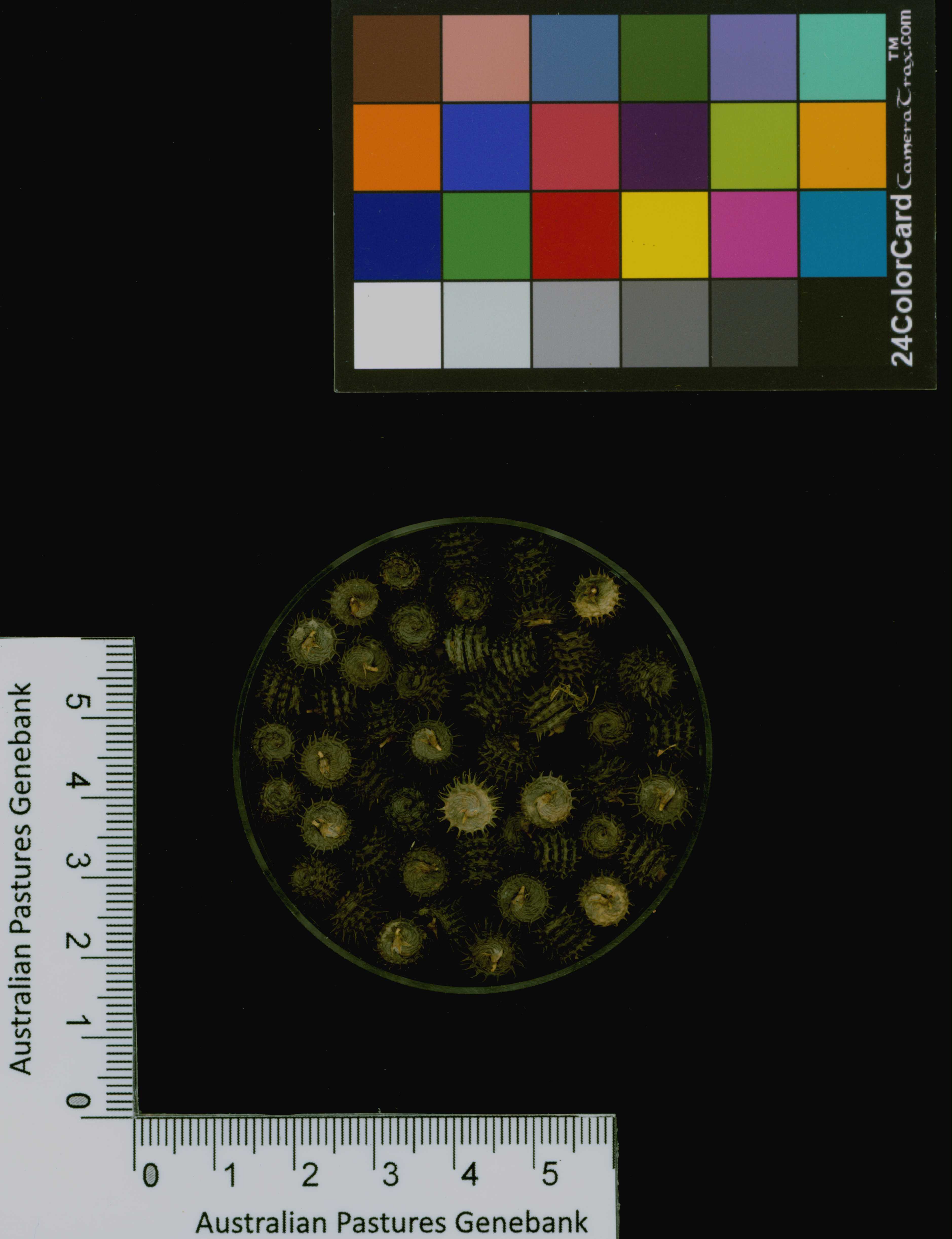 Click for 3 image(s) for this accession. Image