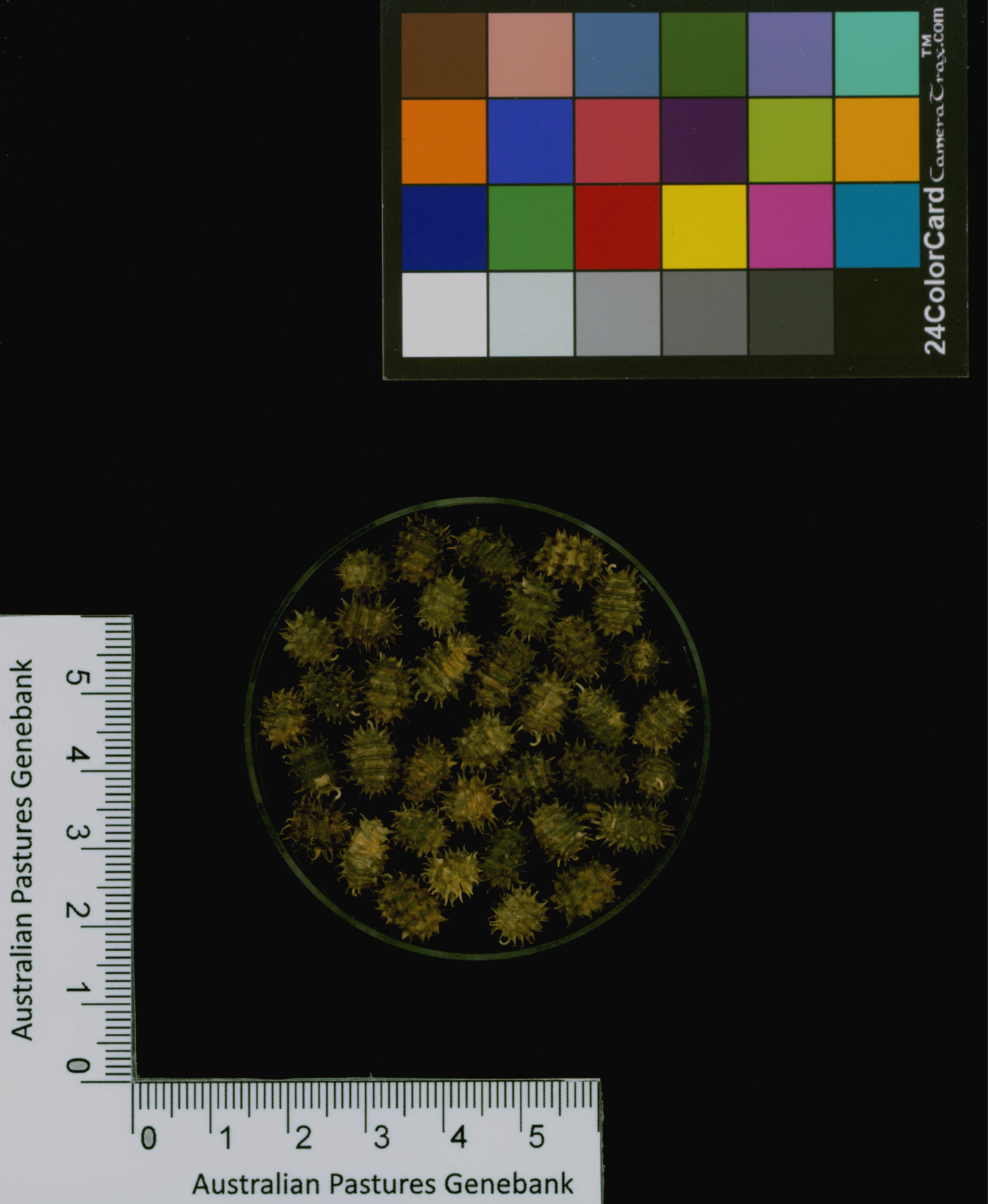 Click for 1 image(s) for this accession. Image