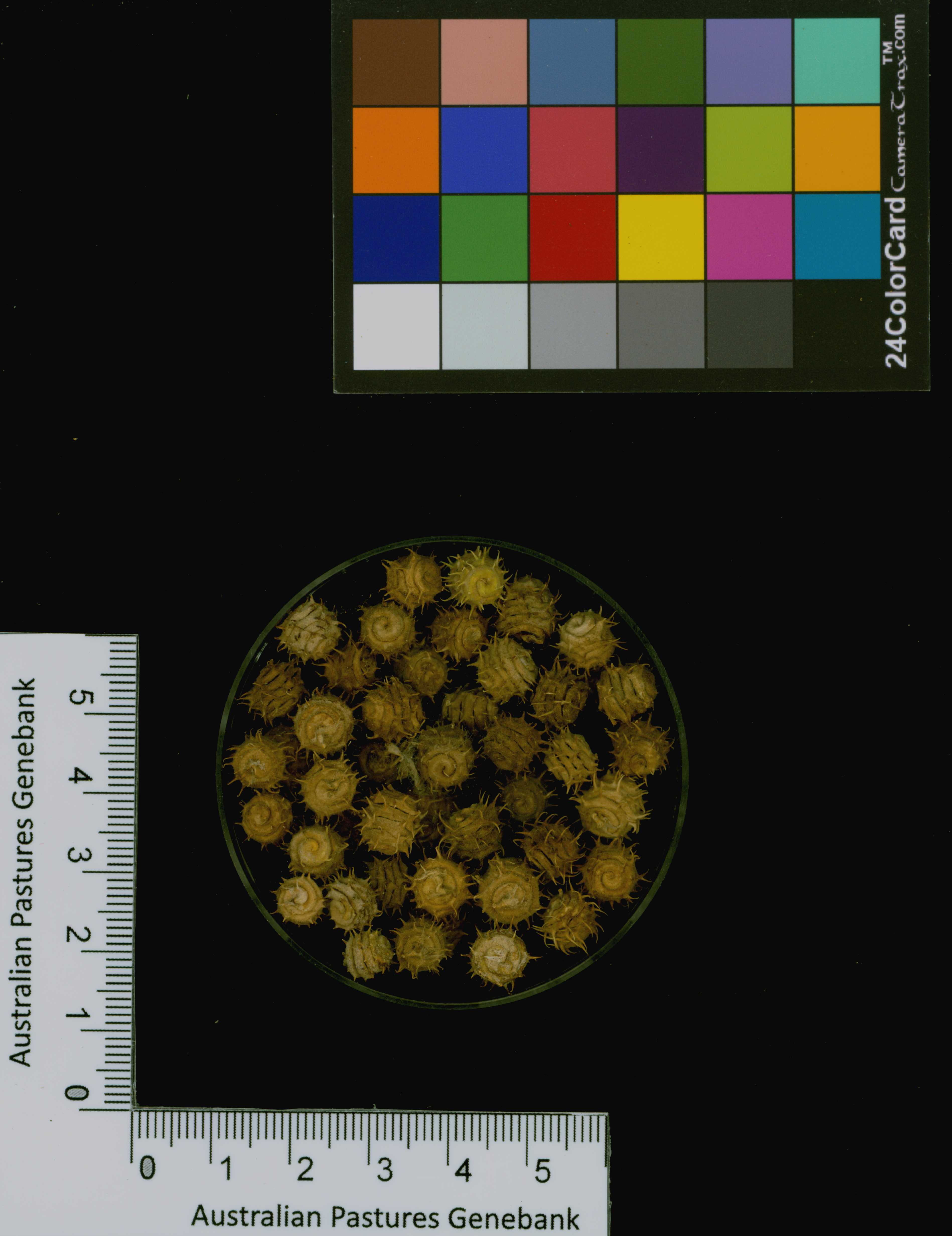 Click for 1 image(s) for this accession. Image