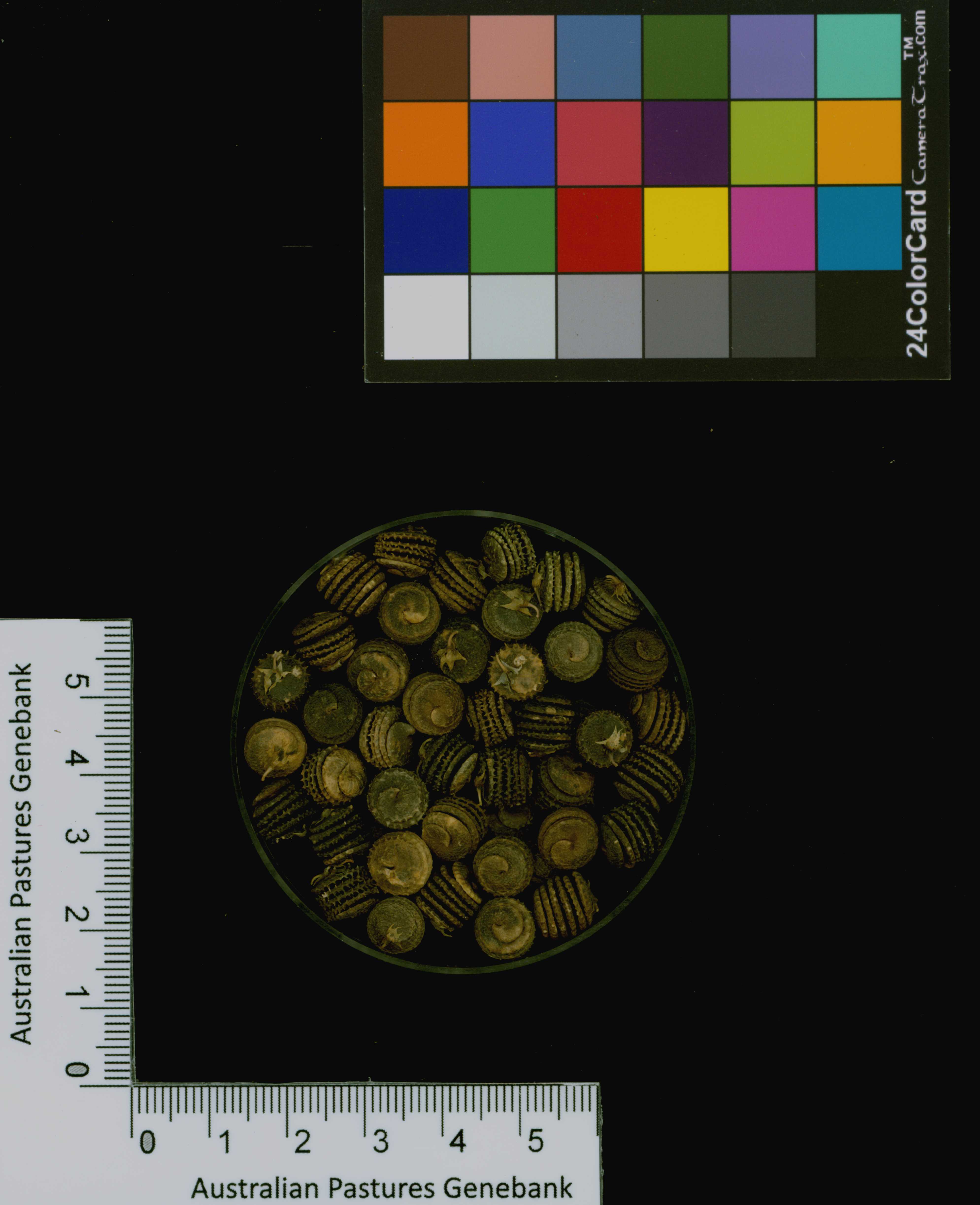 Click for 3 image(s) for this accession. Image