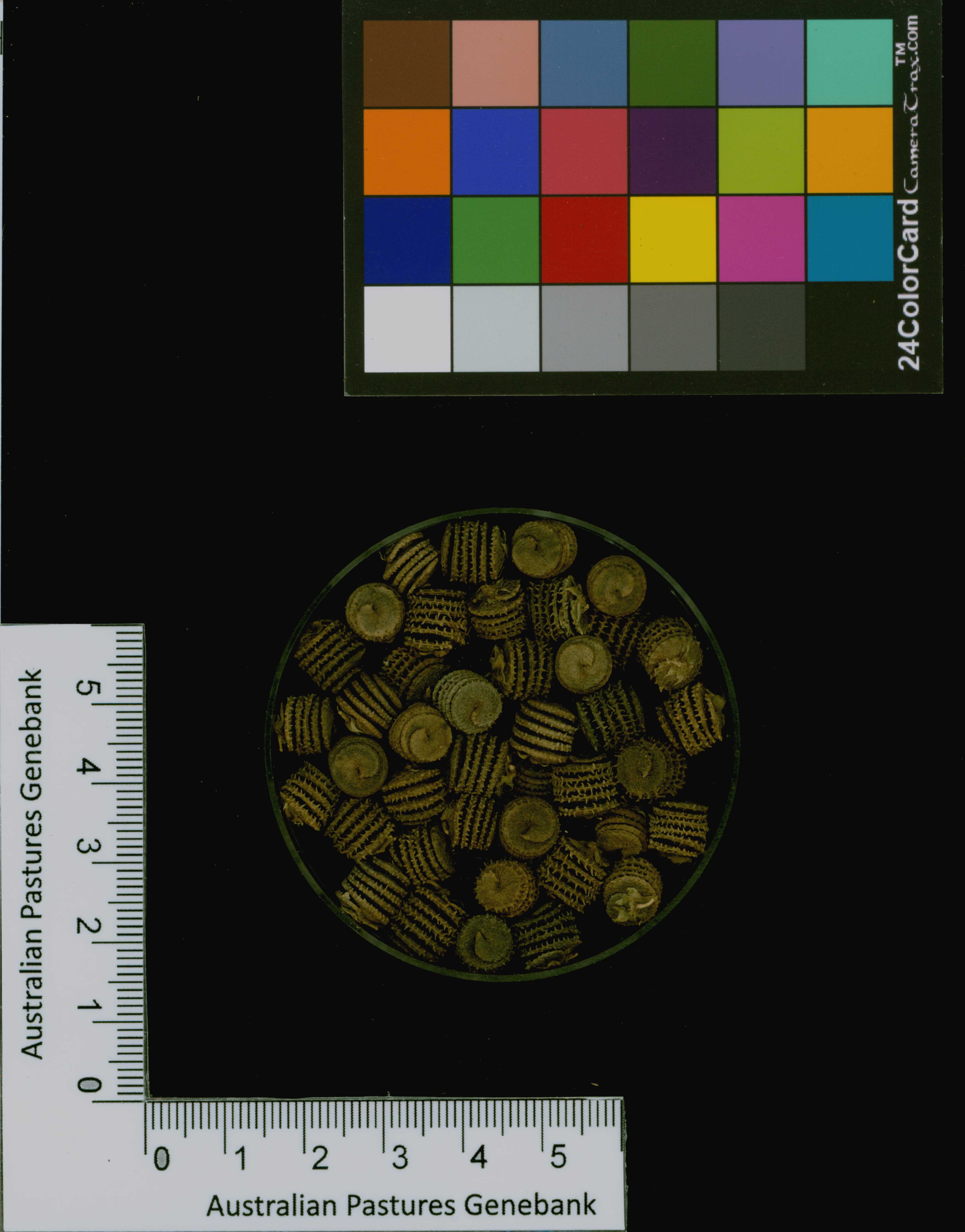 Click for 3 image(s) for this accession. Image