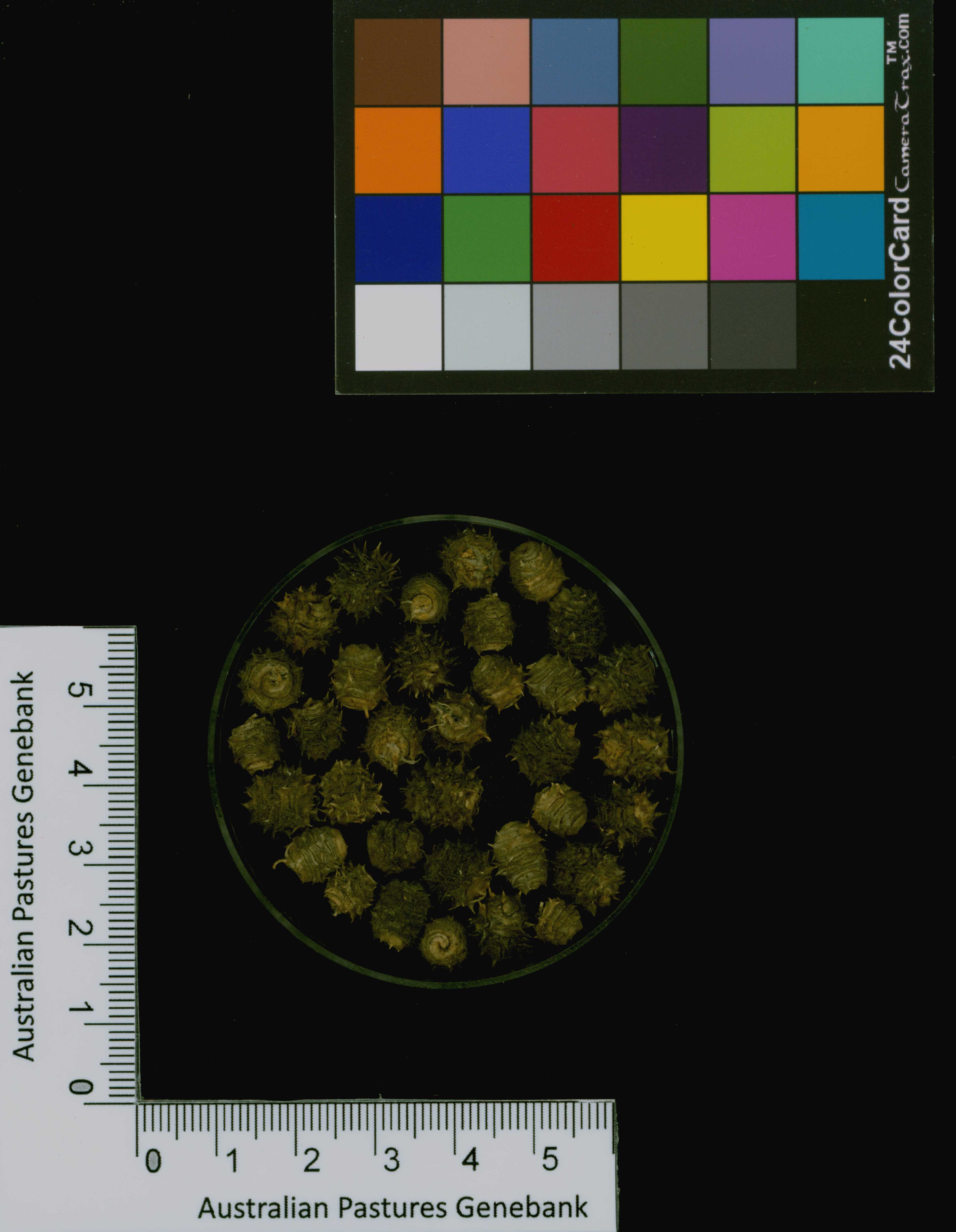 Click for 3 image(s) for this accession. Image