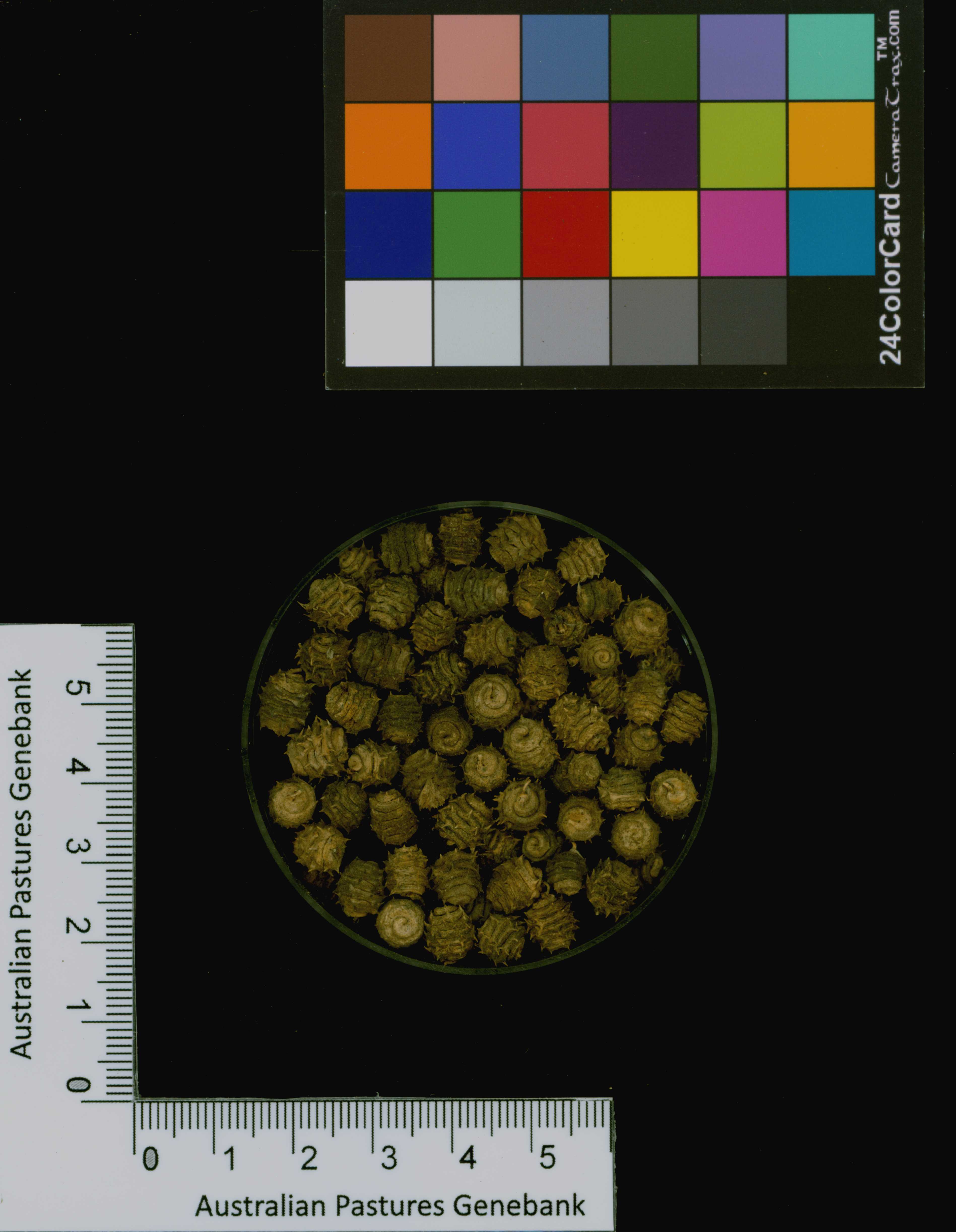Click for 3 image(s) for this accession. Image