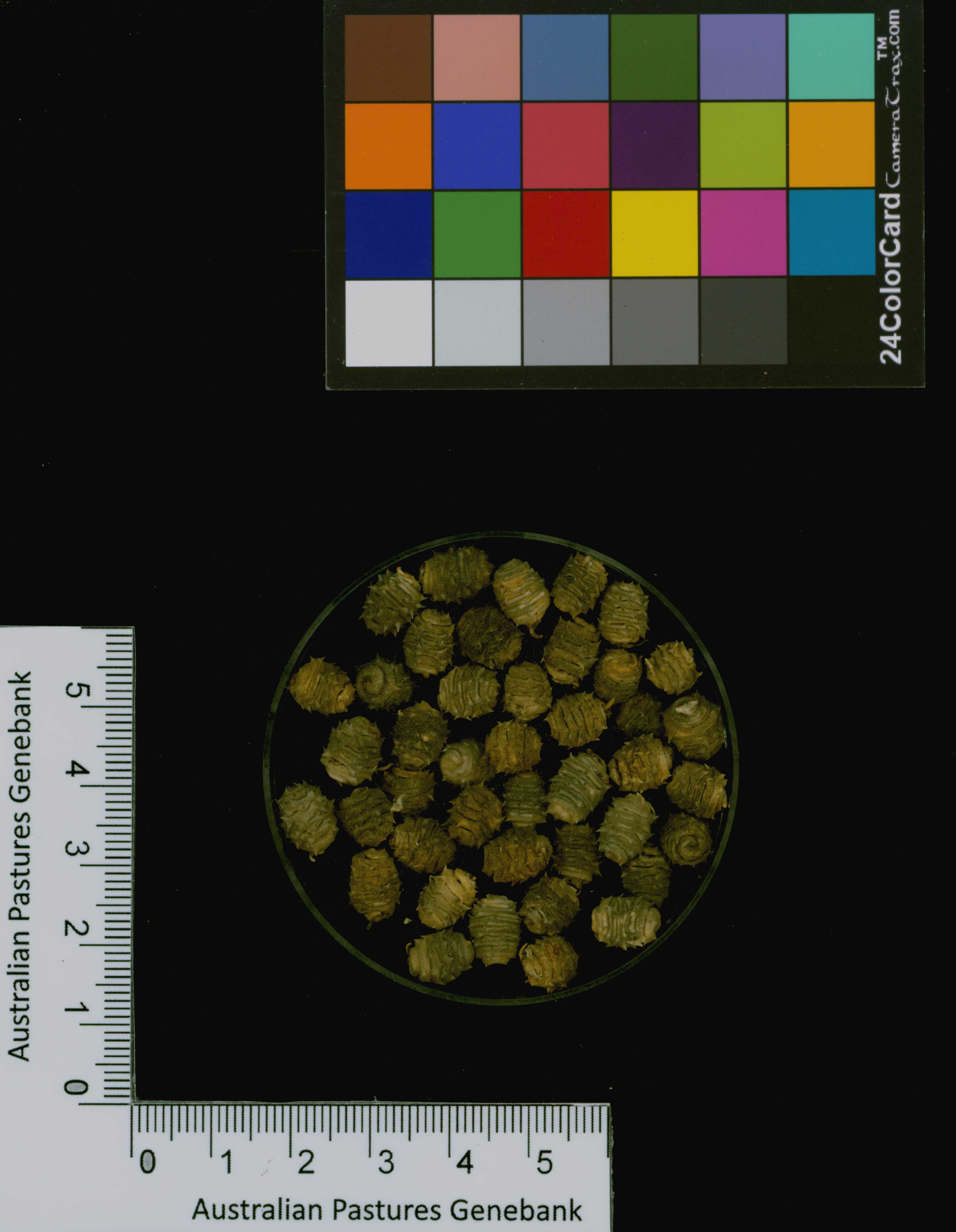 Click for 3 image(s) for this accession. Image