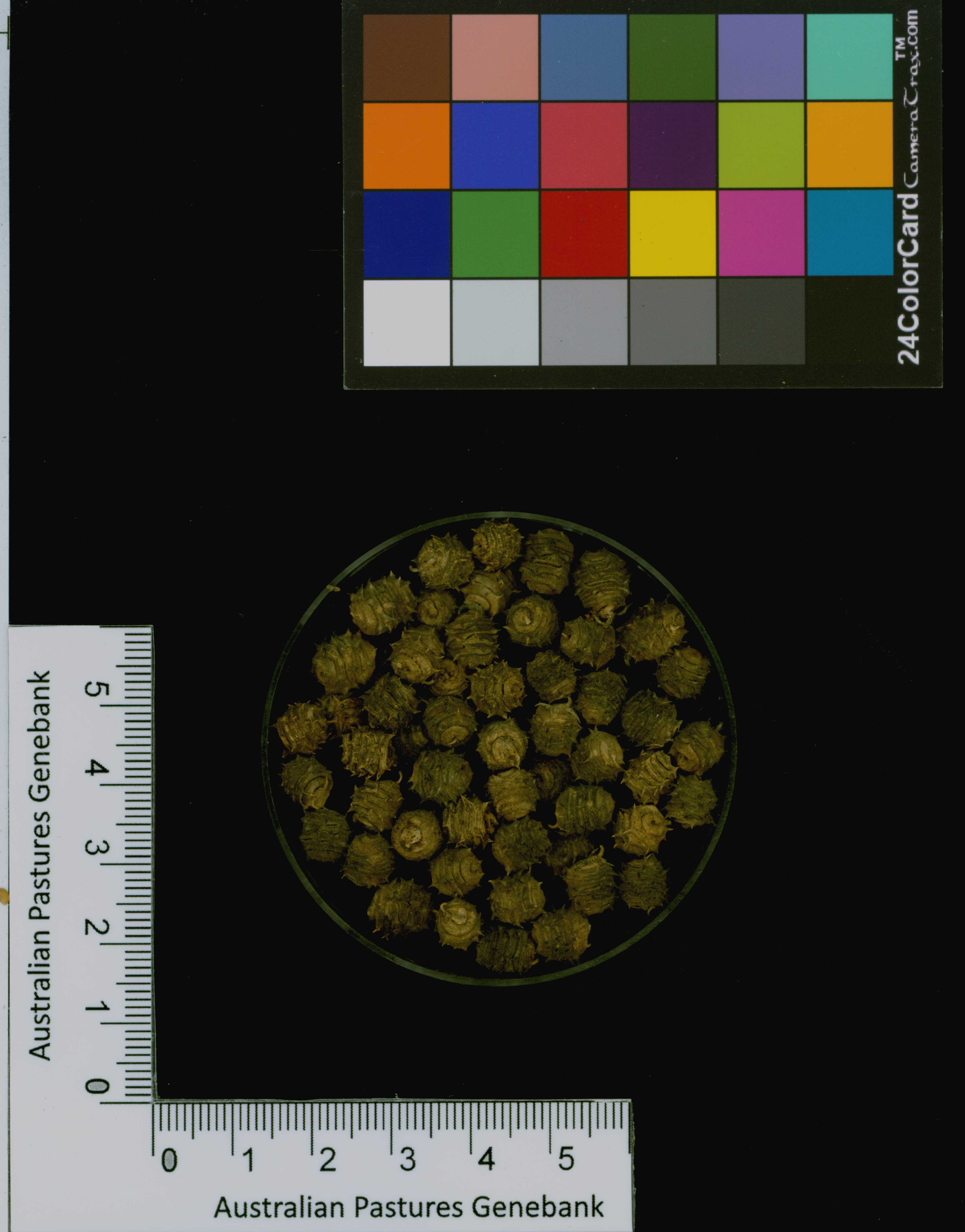 Click for 3 image(s) for this accession. Image