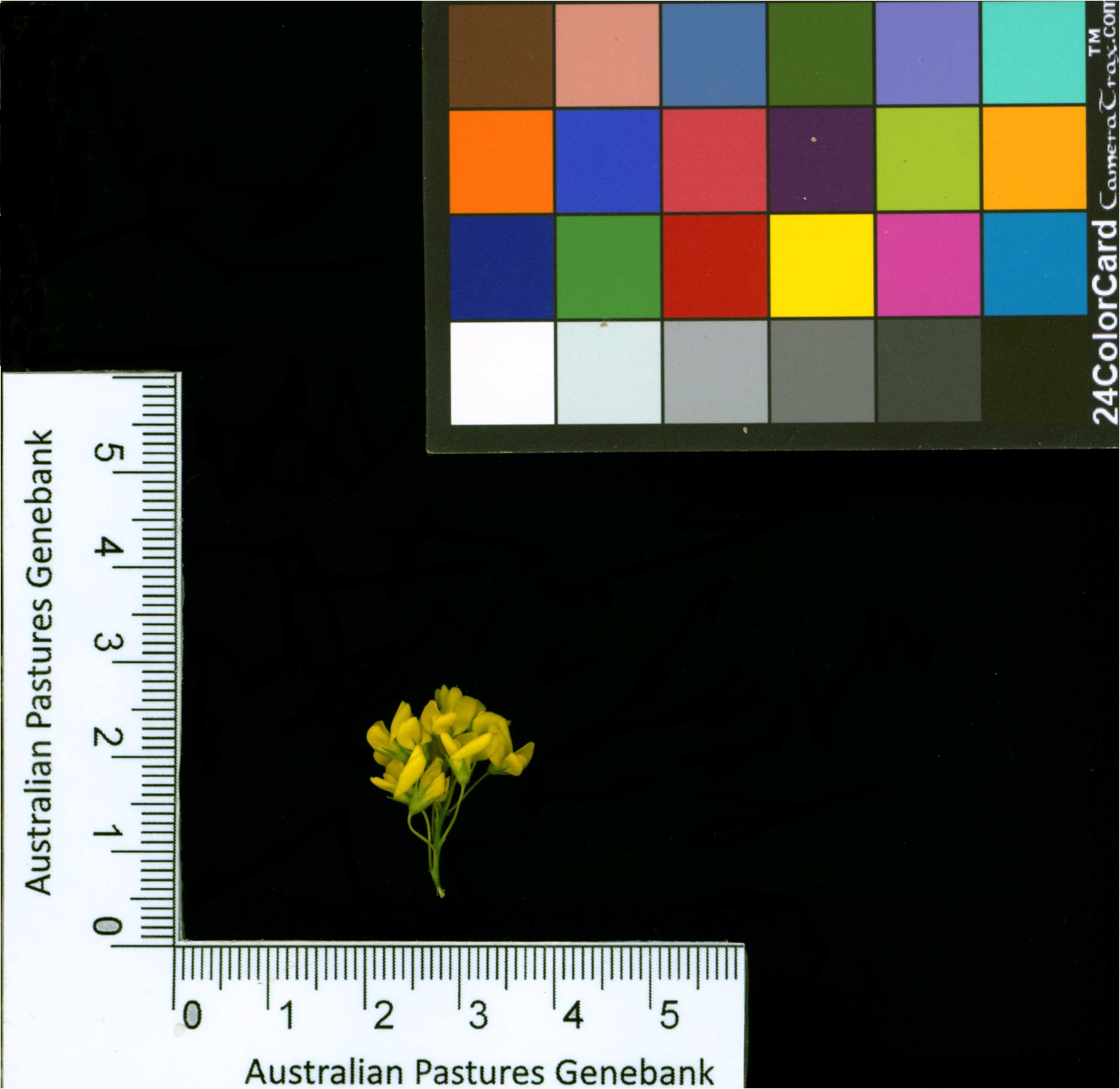 Click for 2 image(s) for this accession. Image
