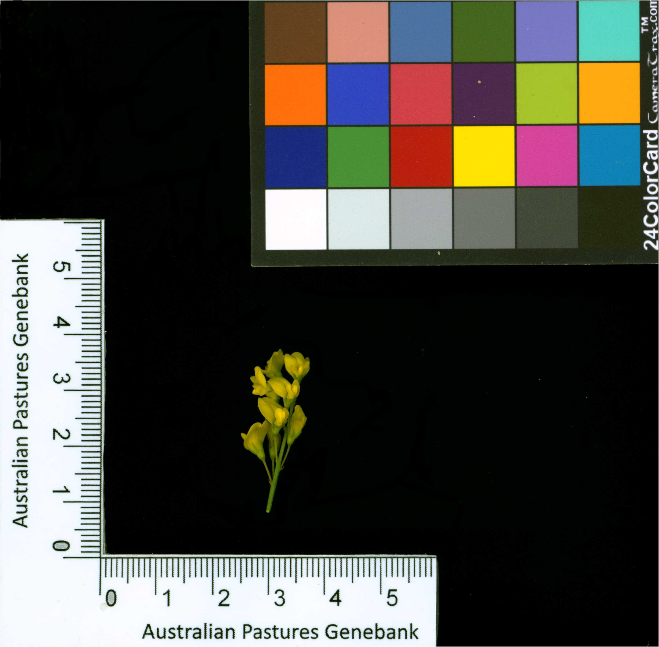 Click for 2 image(s) for this accession. Image