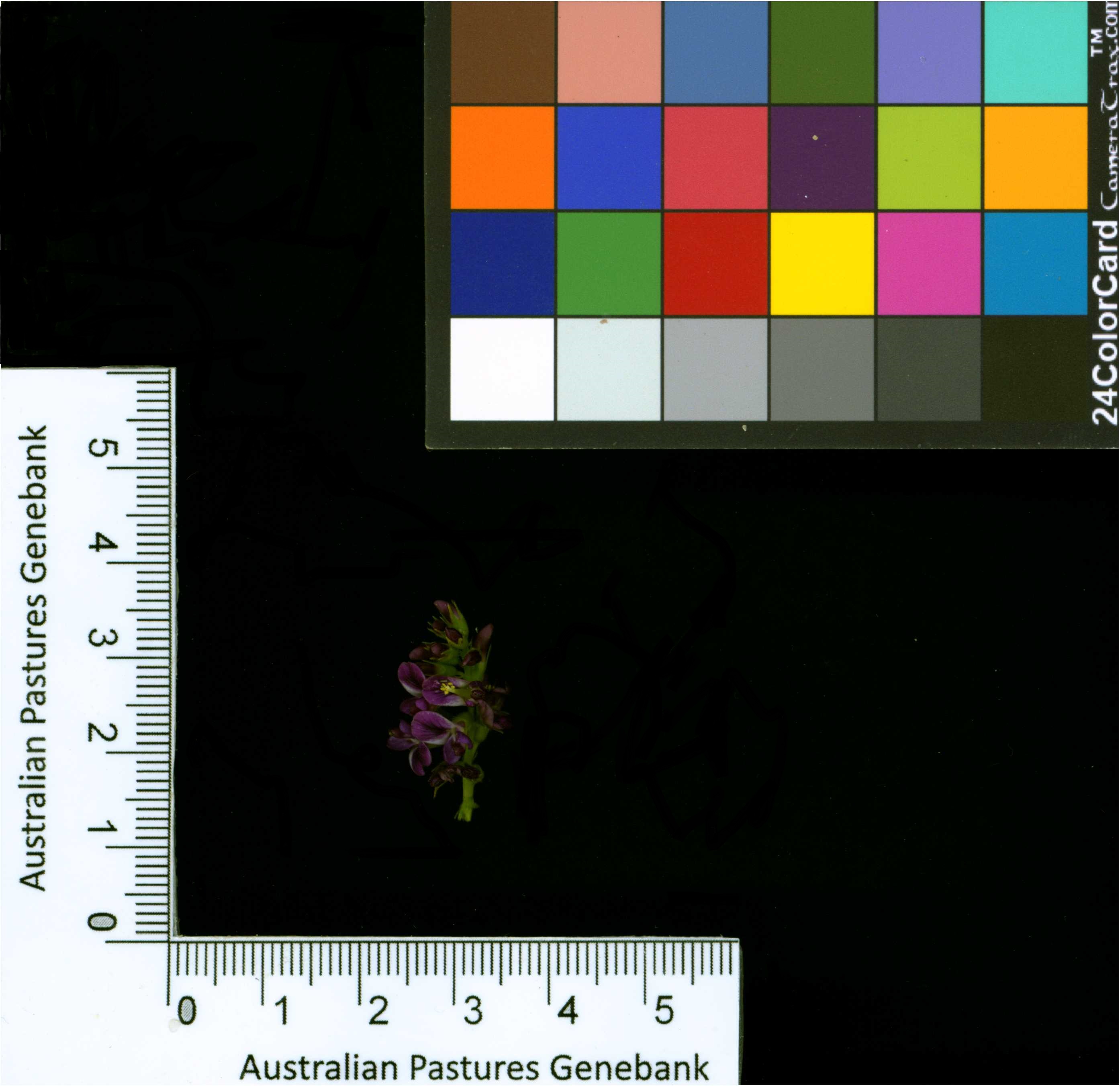 Click for 2 image(s) for this accession. Image