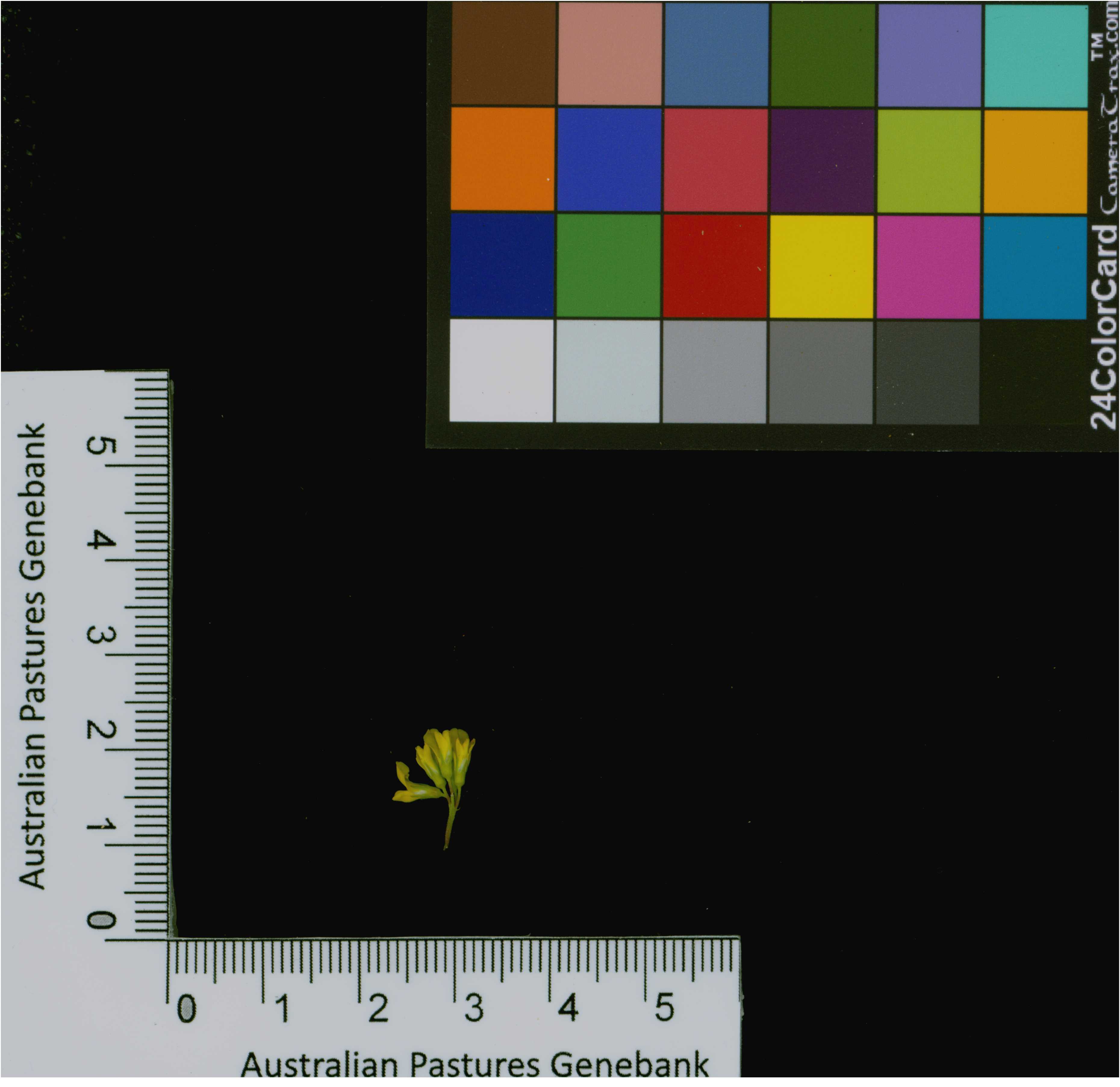 Click for 1 image(s) for this accession. Image