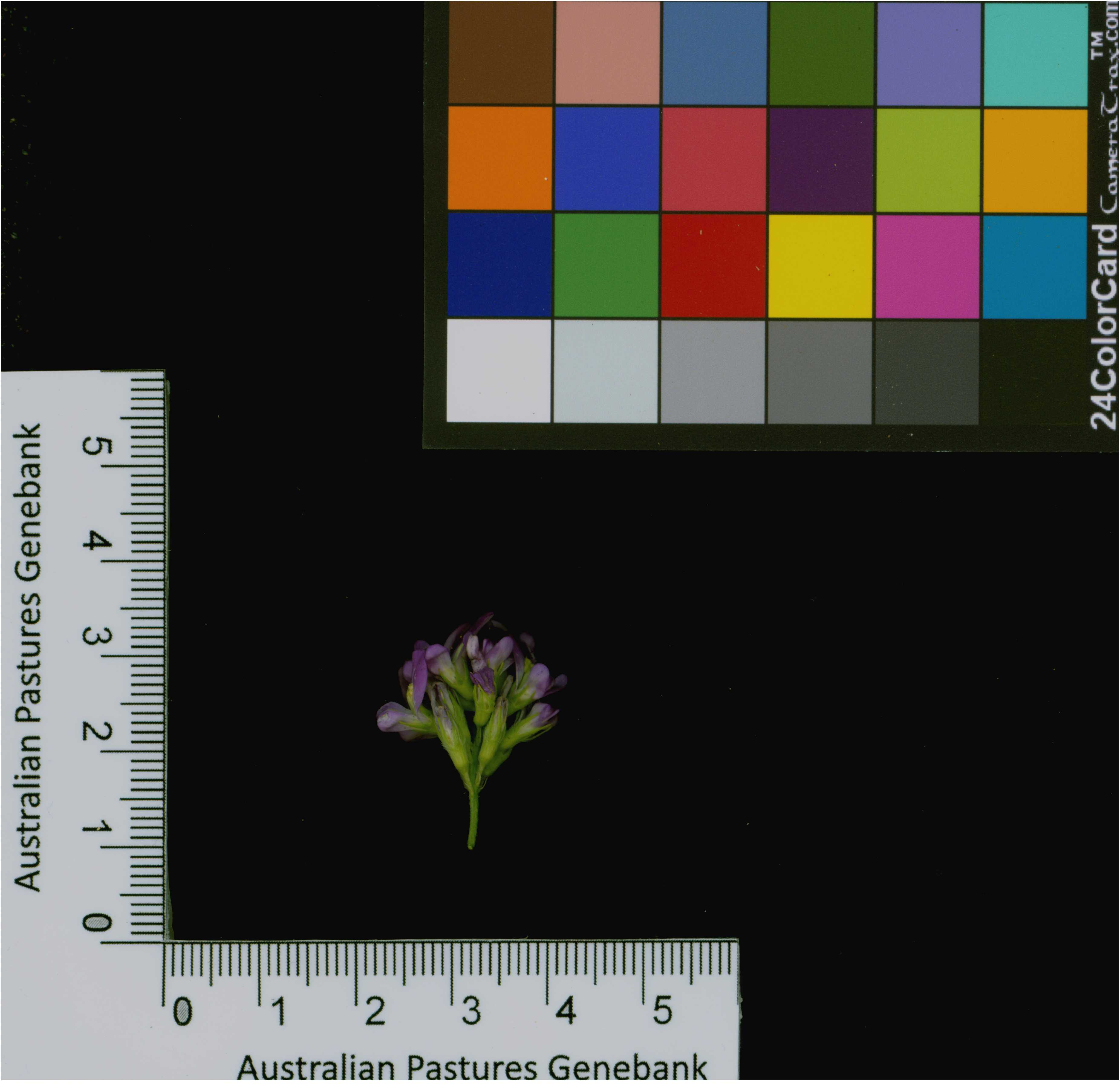 Click for 2 image(s) for this accession. Image