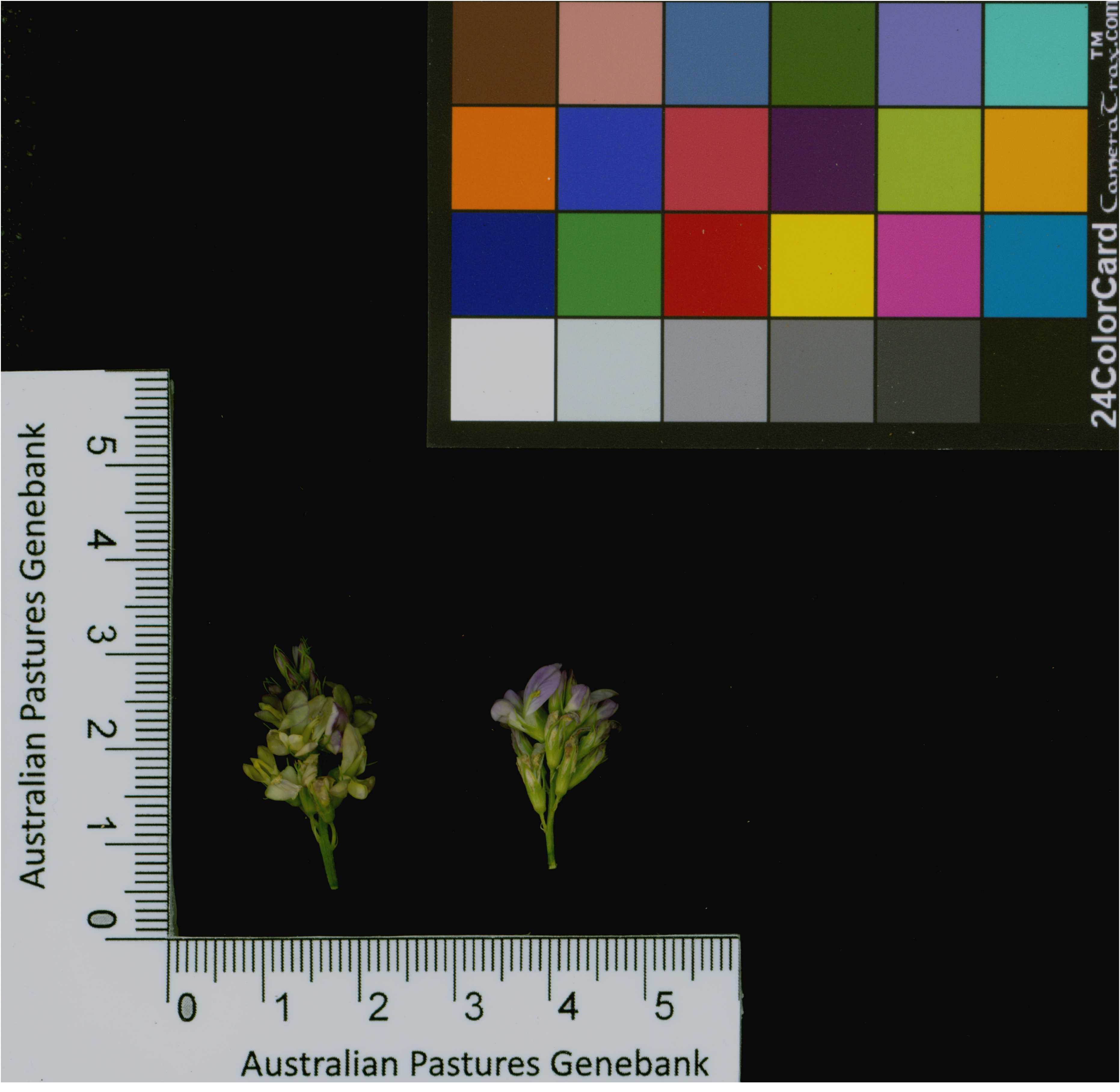 Click for 2 image(s) for this accession. Image
