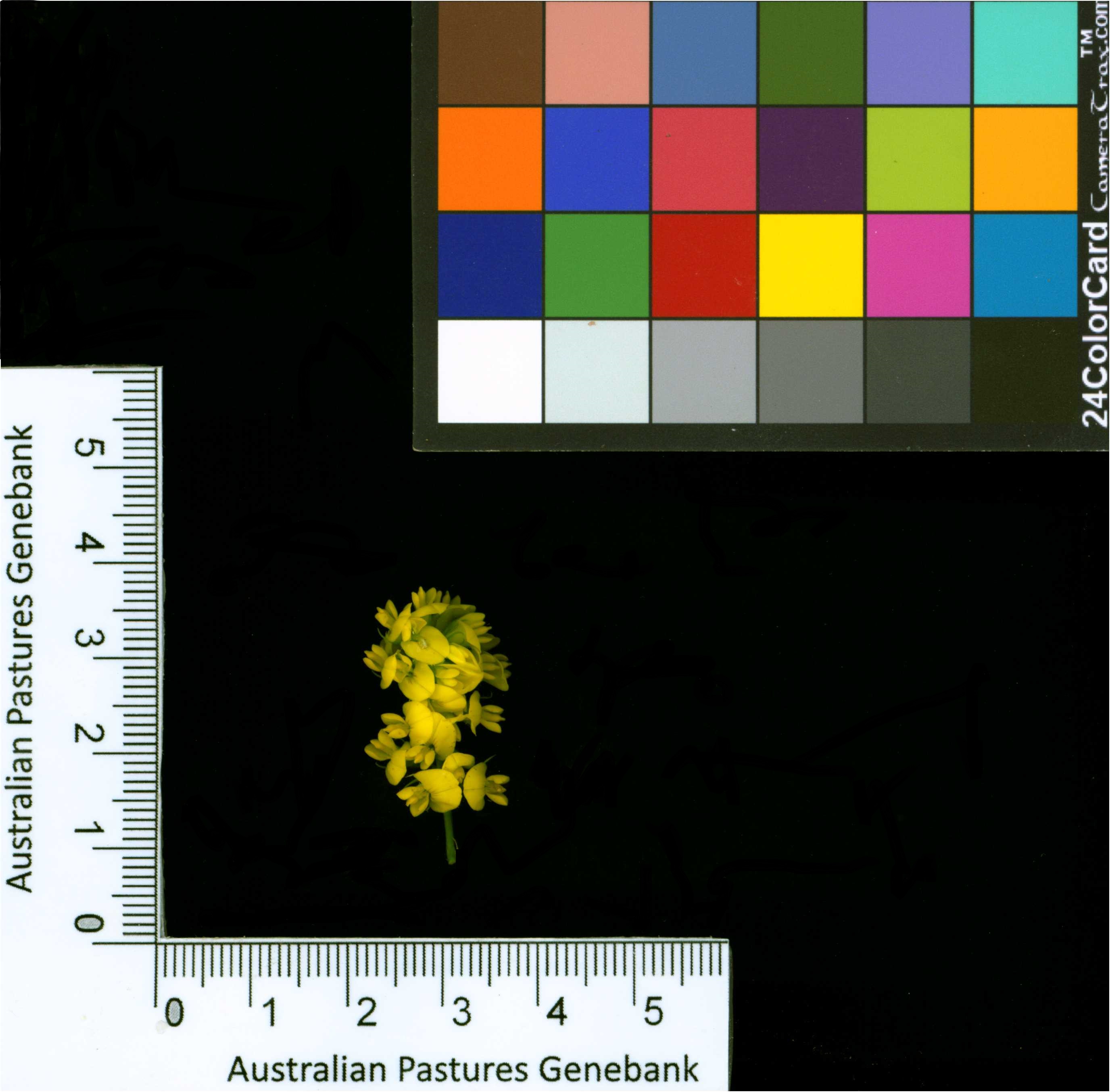 Click for 2 image(s) for this accession. Image
