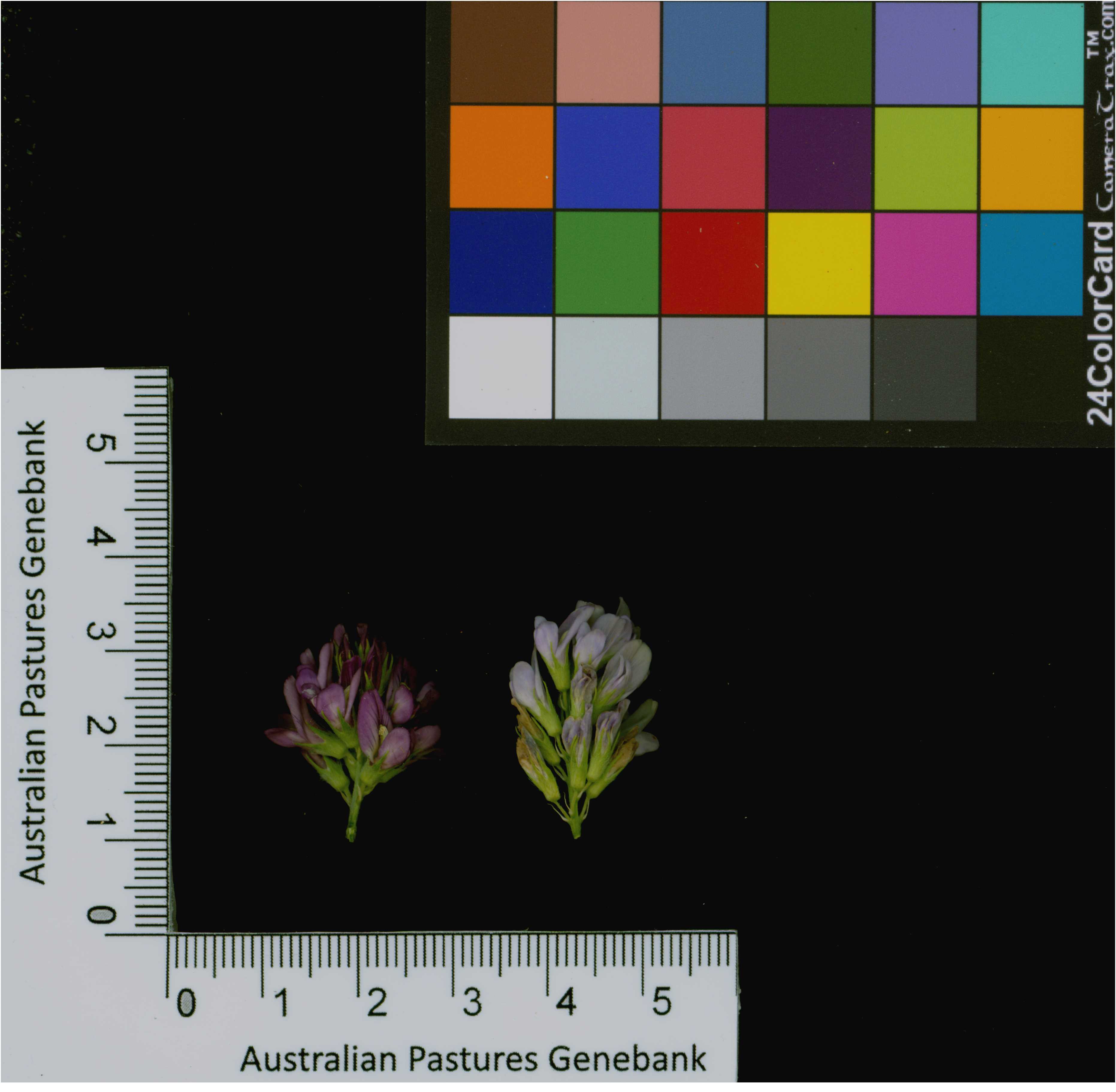 Click for 2 image(s) for this accession. Image