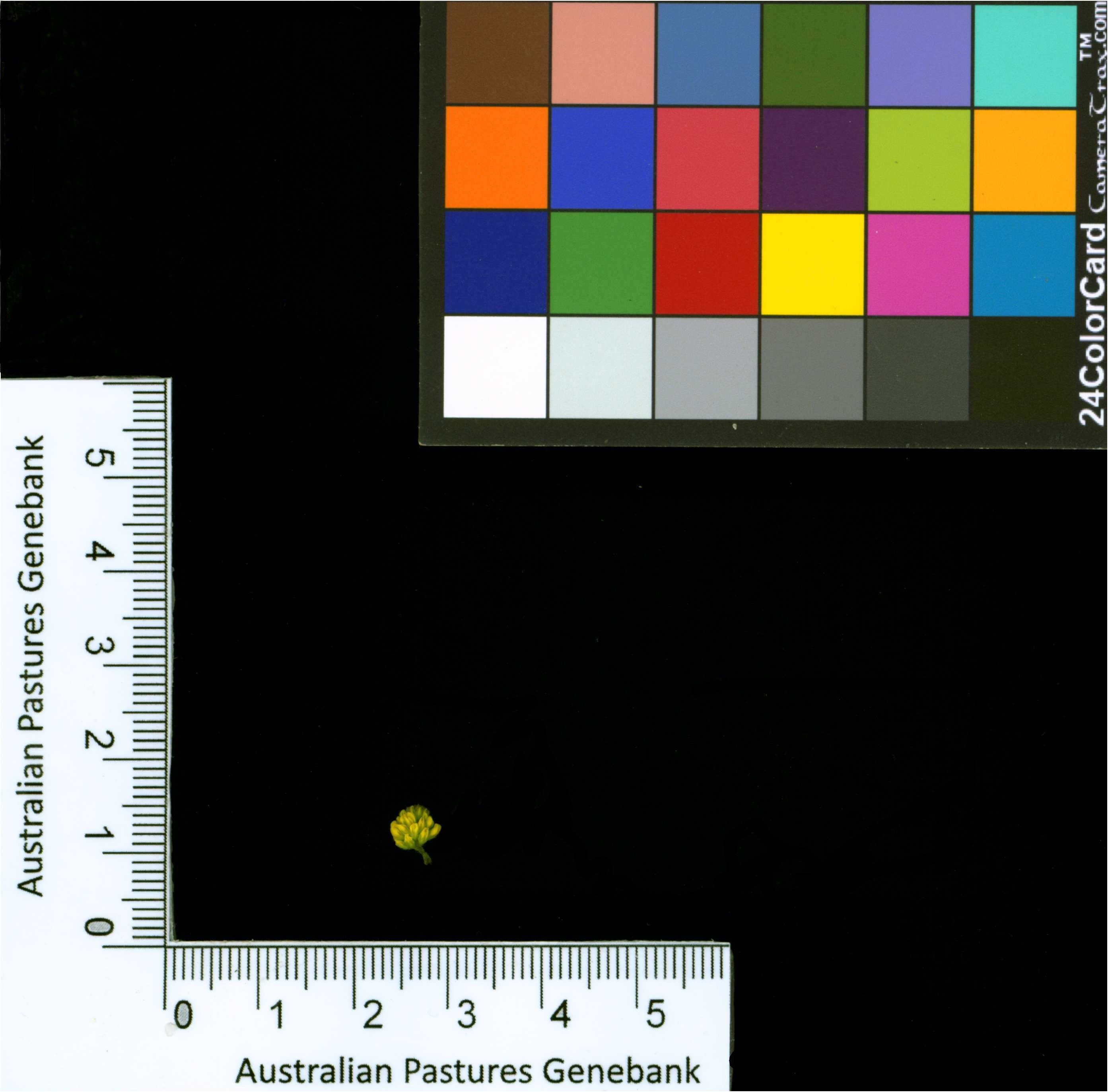 Click for 2 image(s) for this accession. Image